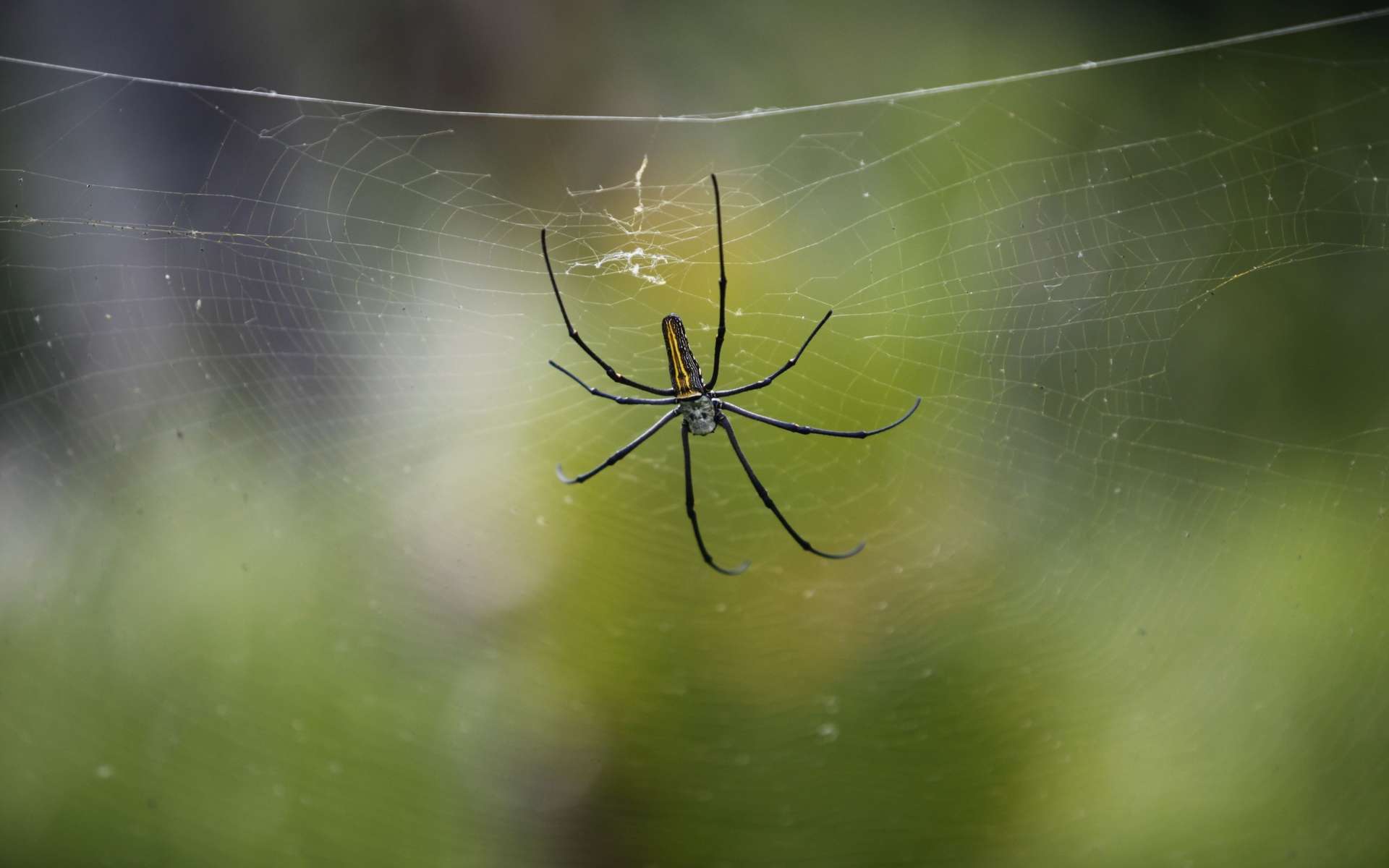 Les arachnophobes ont une peur panique des araignées. © Phovoir