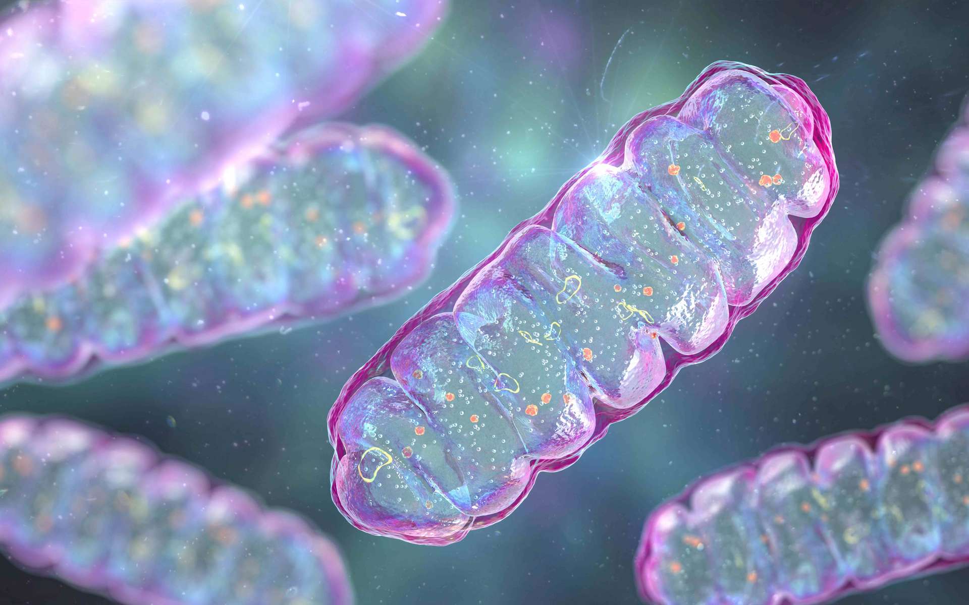 L'ADN Mitochondrial comme nouvelle piste prometteuse pour booster l'immunothérapie contre le cancer