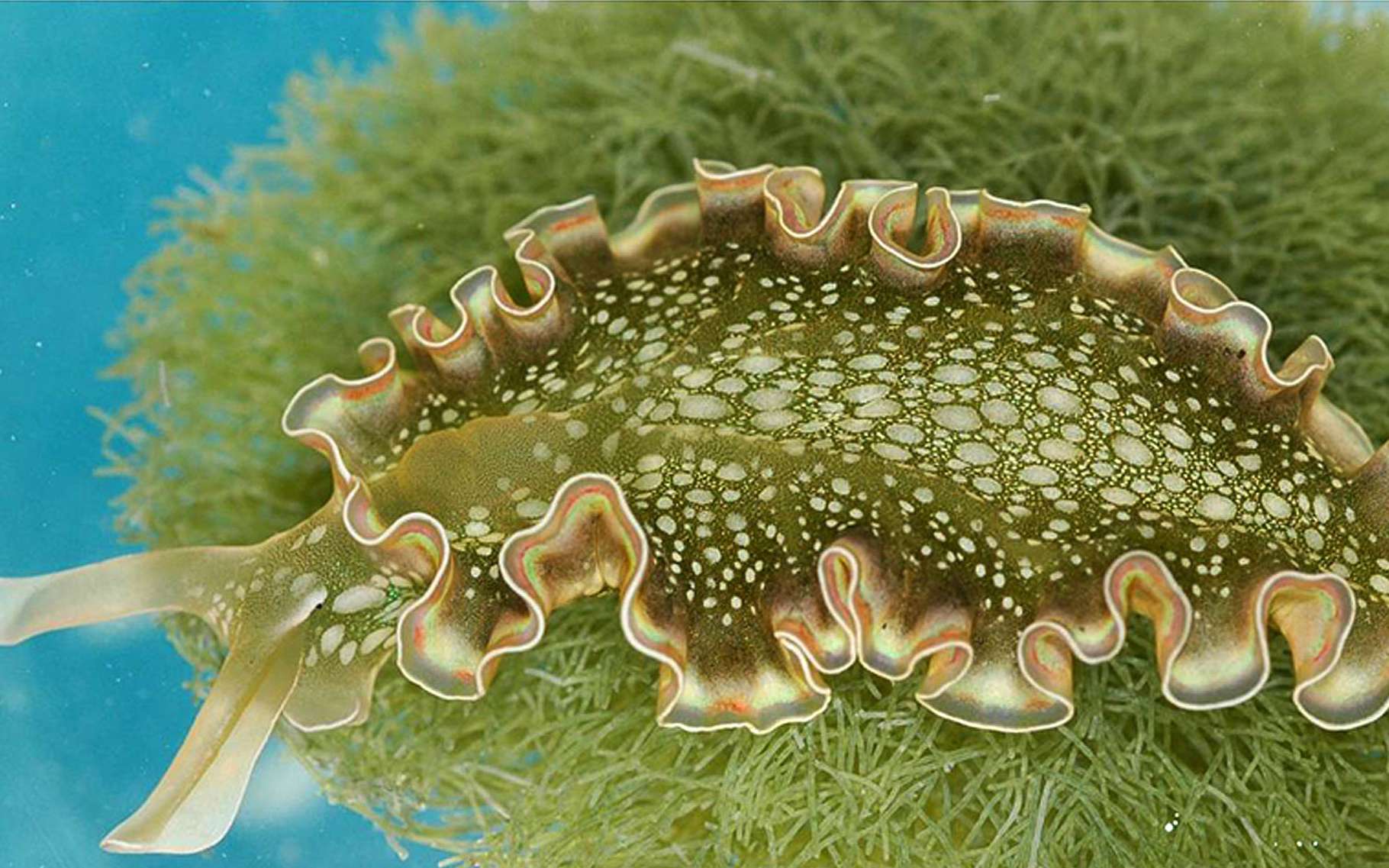 Méthode d'éradication biologique : les mollusques | Dossier
