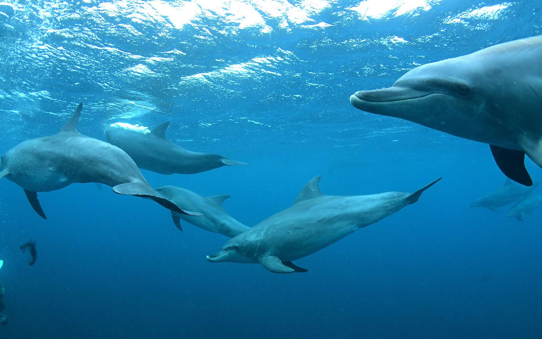Ces dauphins ont des relations sociales complexes