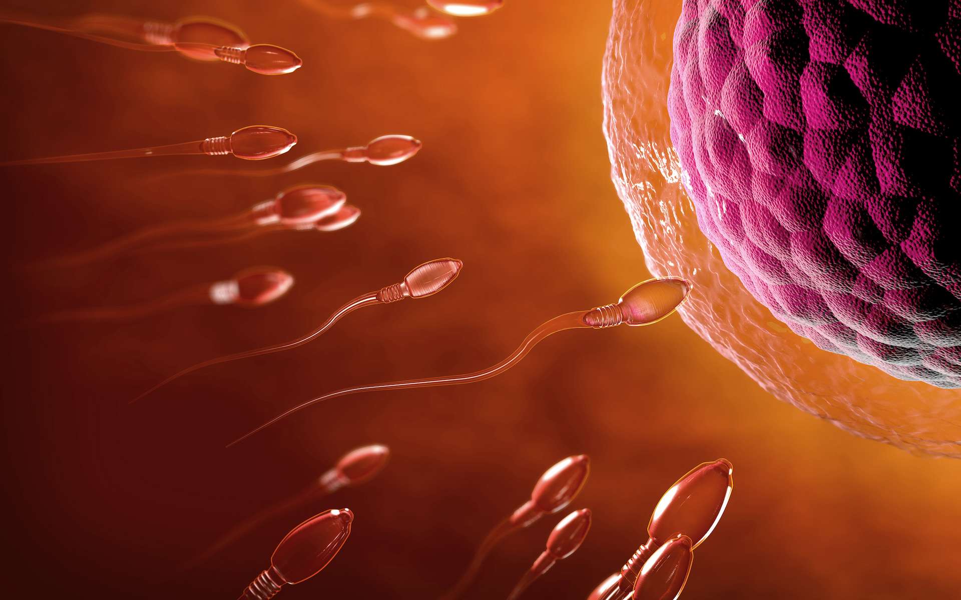 Spermatozoïdes : ce que la science vient de découvrir change tout sur le moment de la fécondation !