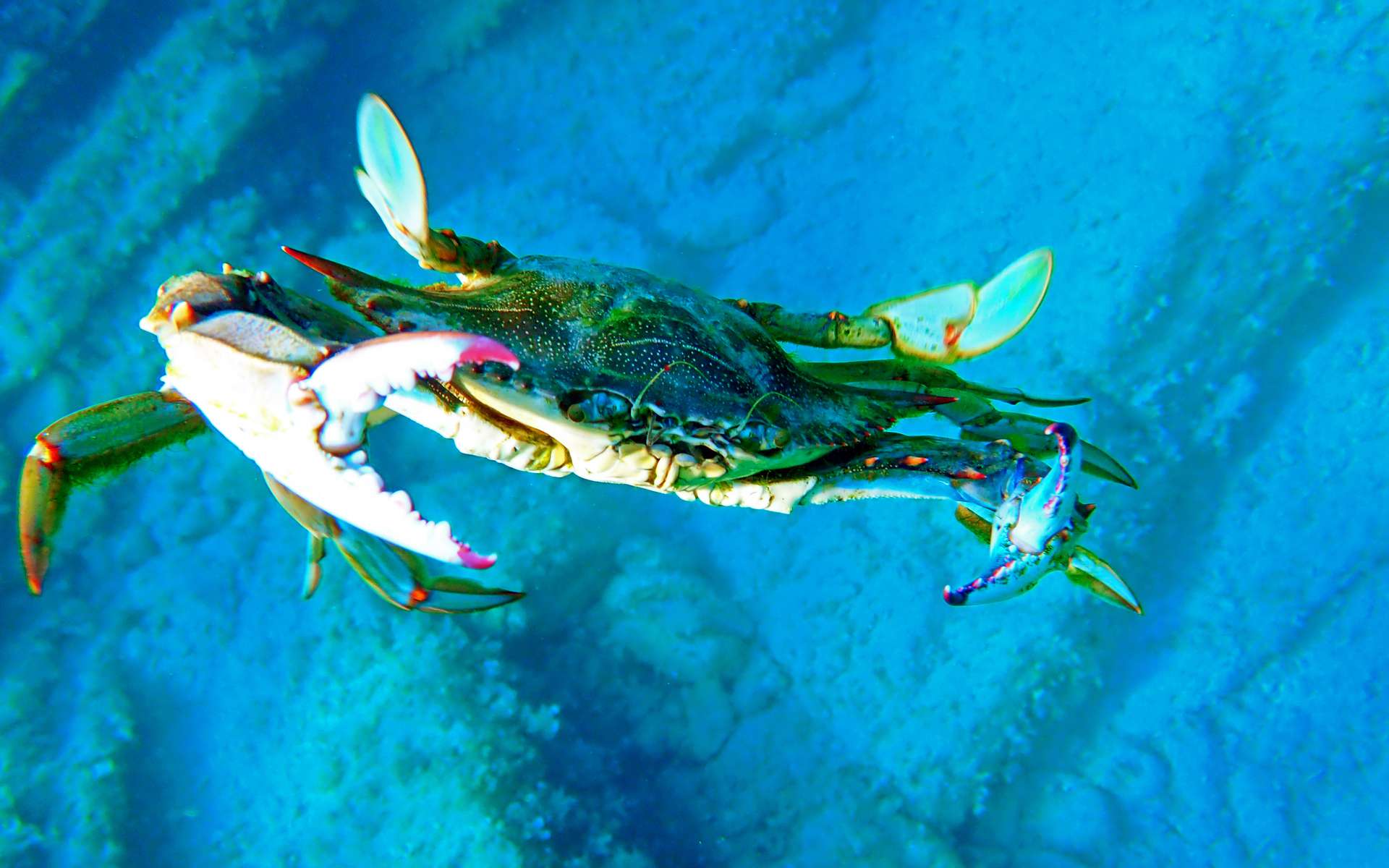 Étrangeté du vivant : un crabe nageur surprend un plongeur