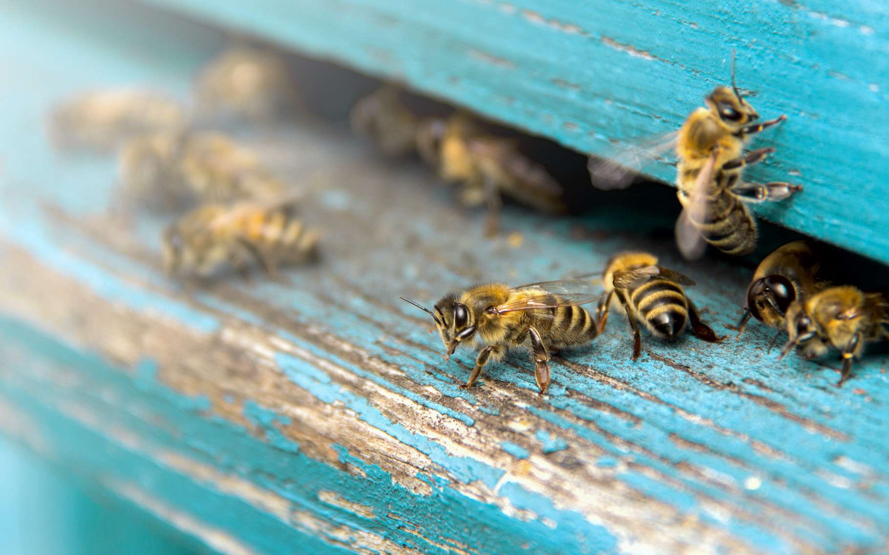 Bêtes de science : ces abeilles ont inventé un réseau de communication