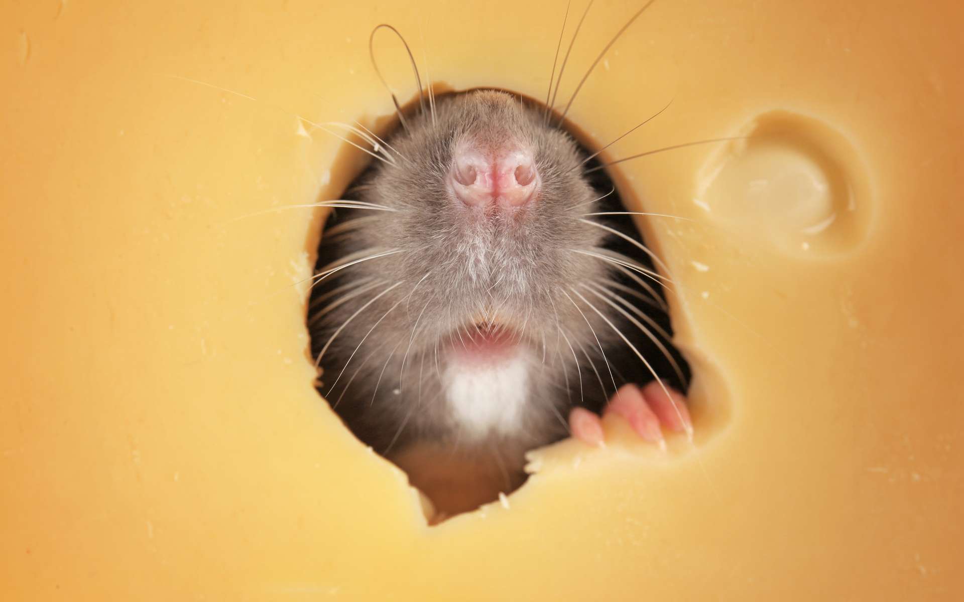 L'altruisme des rats est guidé par l'odorat