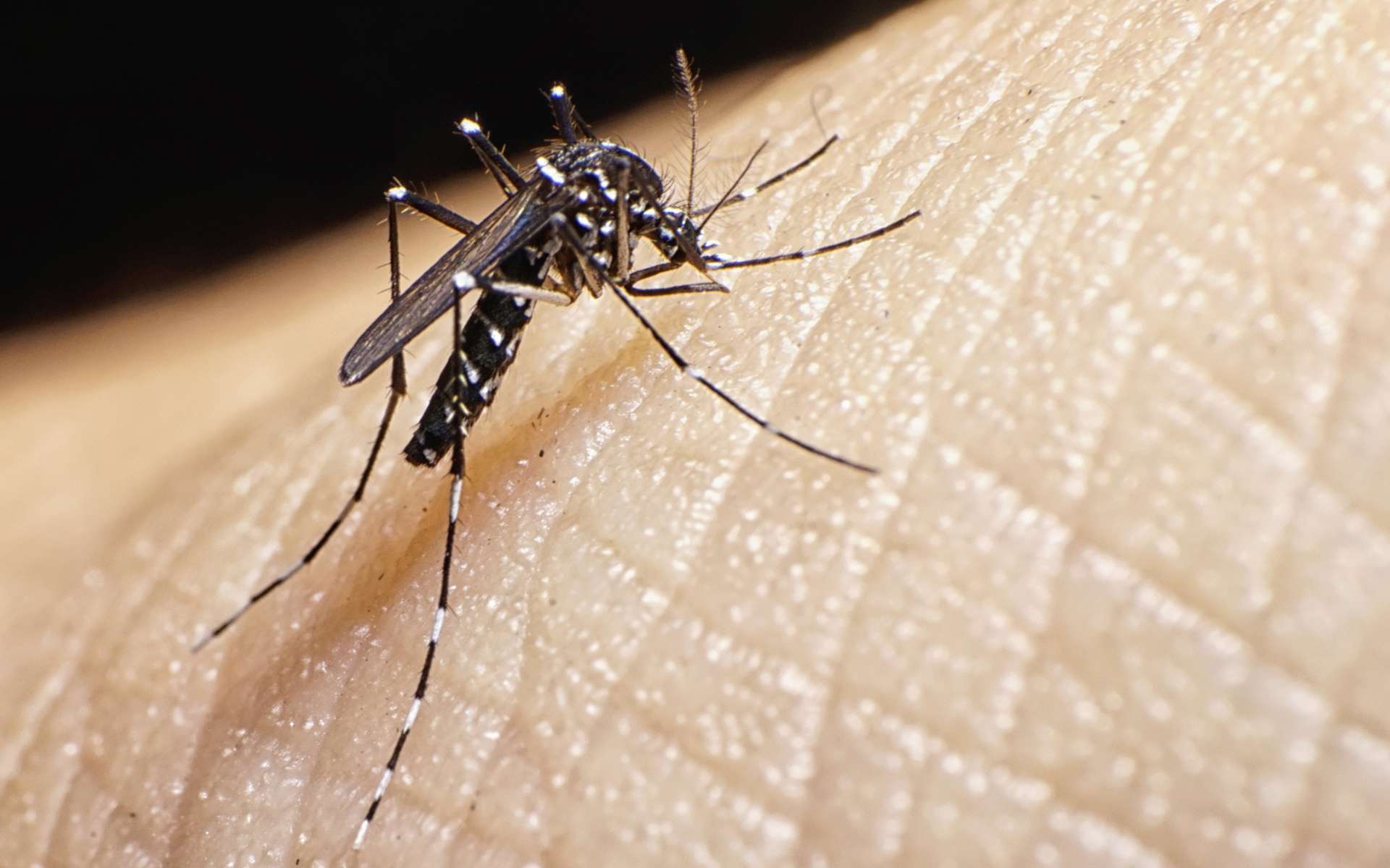 Le moustique tigre transmet plusieurs maladies virales. © AbelBrata, IStock.com