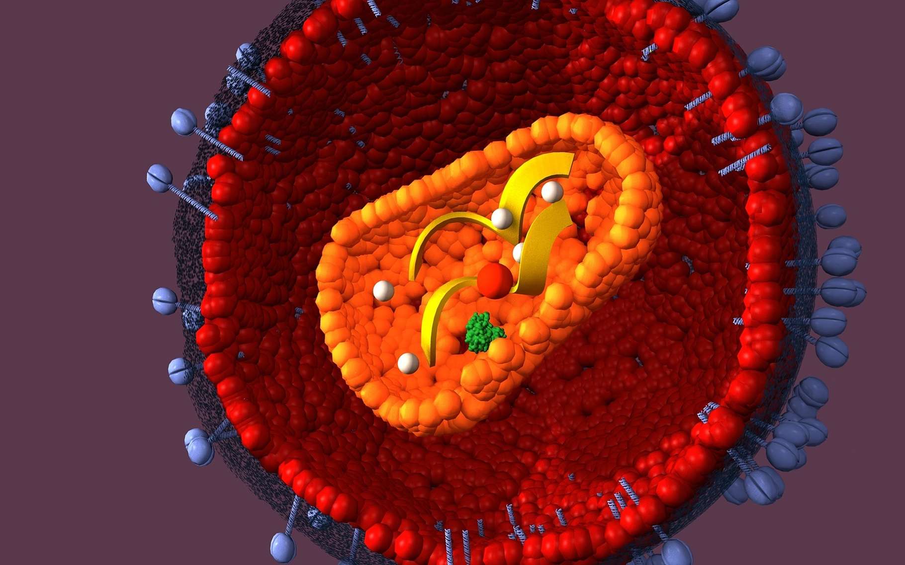 Le VIH est un virus à ARN. Dans la cellule, l’ARN sert de base à la fabrication d’un ADN qui s’insère dans le génome cellulaire pour former le provirus. © Juan Gaertner, Shutterstock