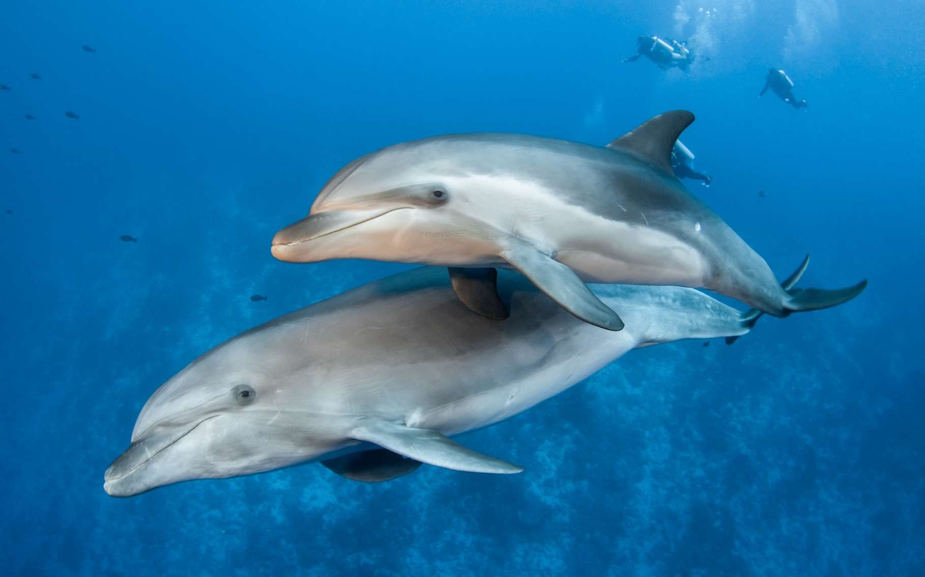 Ces dauphins détectent les battements du coeur