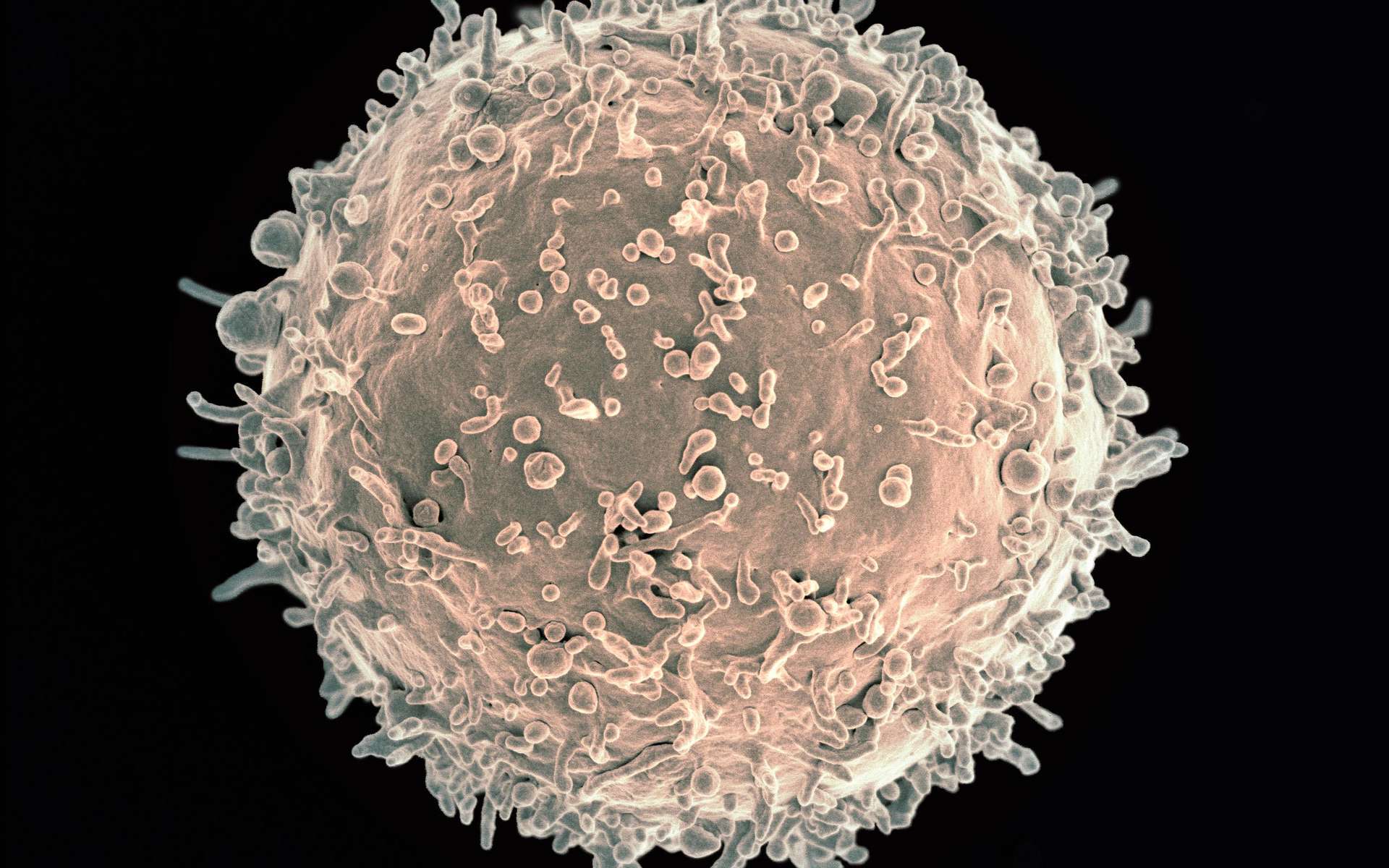 Illustration en 3D d'un lymphocyte T. © NIH