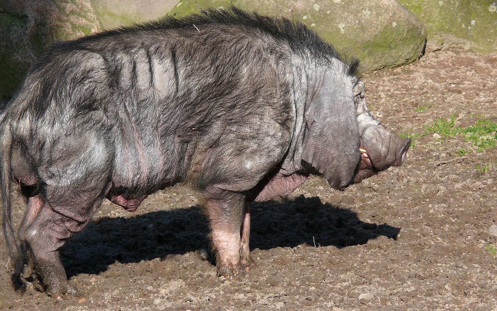 Photos Les cochons du monde