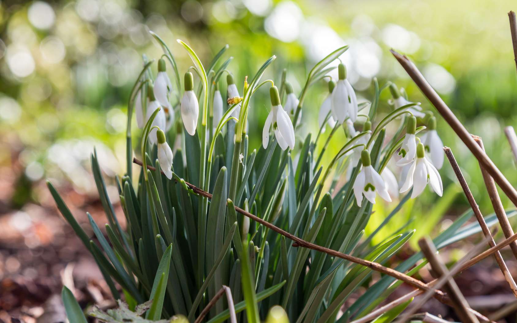 Comment Multiplier Les Perce Neige