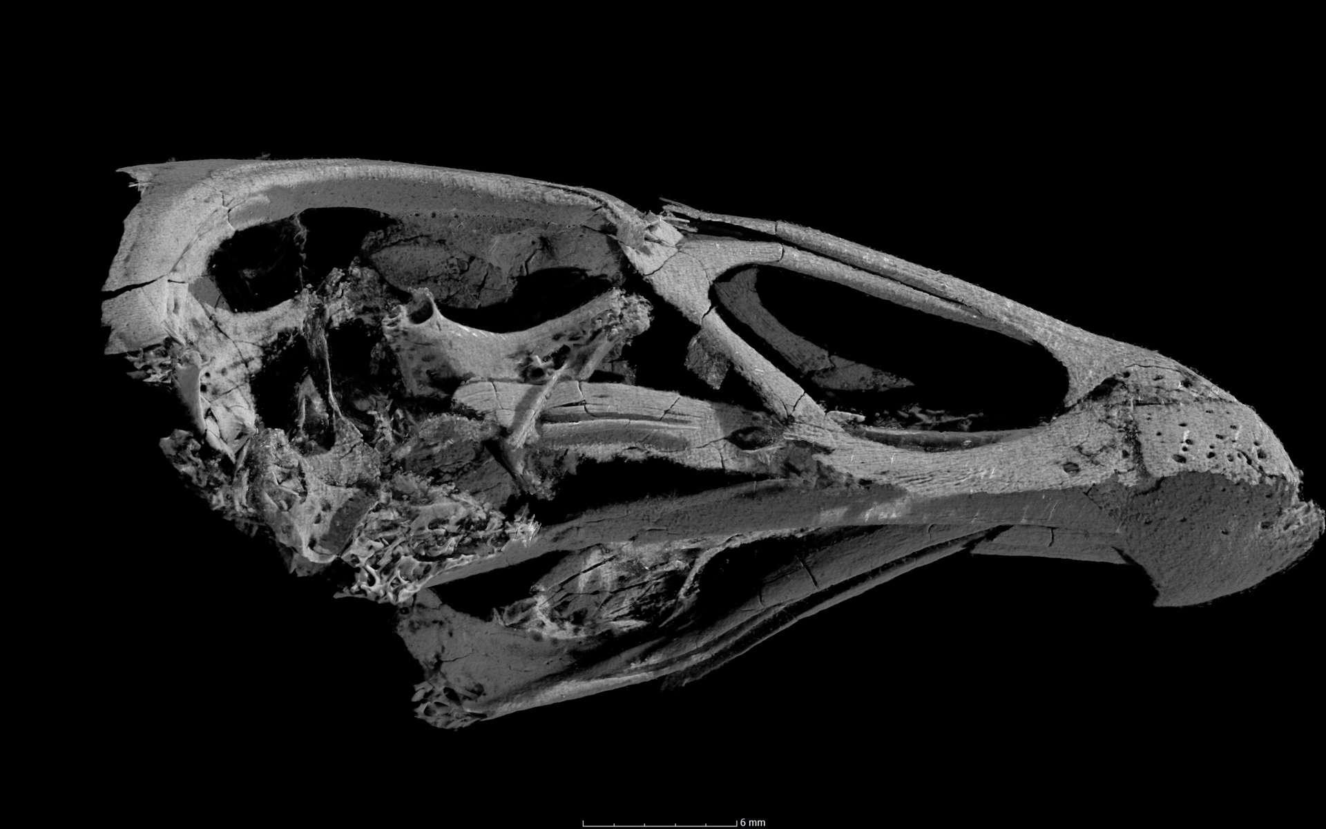 « Superpoulet » : le plus ancien fossile d'oiseau moderne jamais découvert