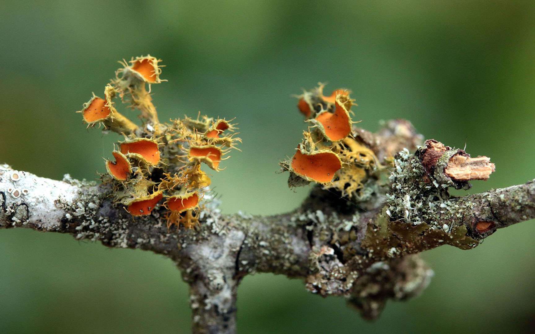 Le lichen recouvre 8 % de la surface terrestre. © Yannick Agnan