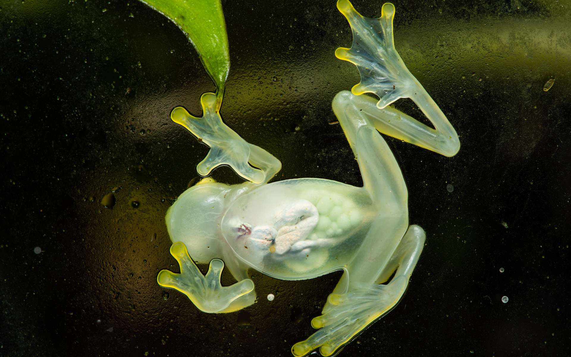Le super-pouvoir des grenouilles de verre pourrait nous aider à éviter les crises cardiaques