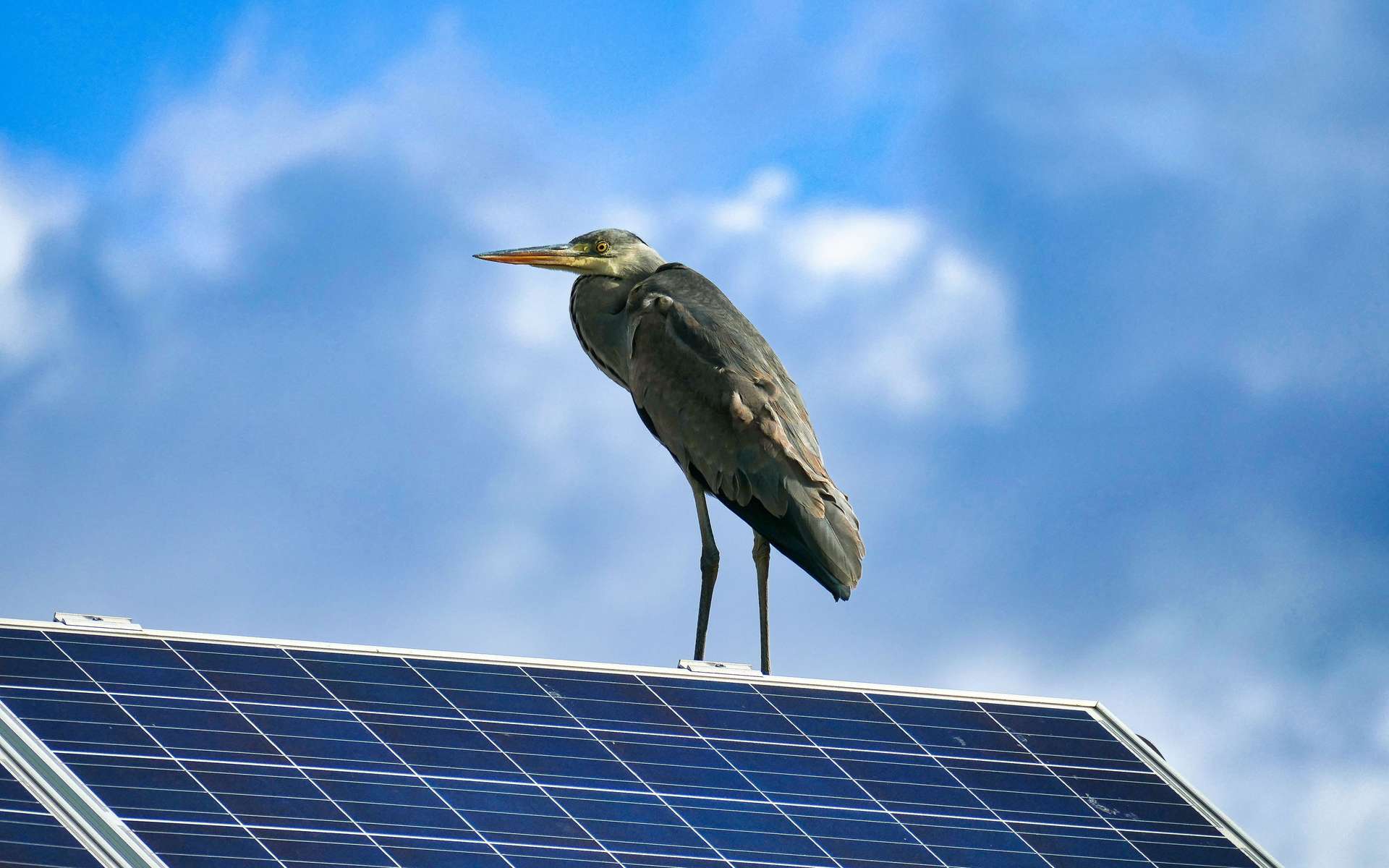 Les fermes solaires comme refuges de la biodiversité ?