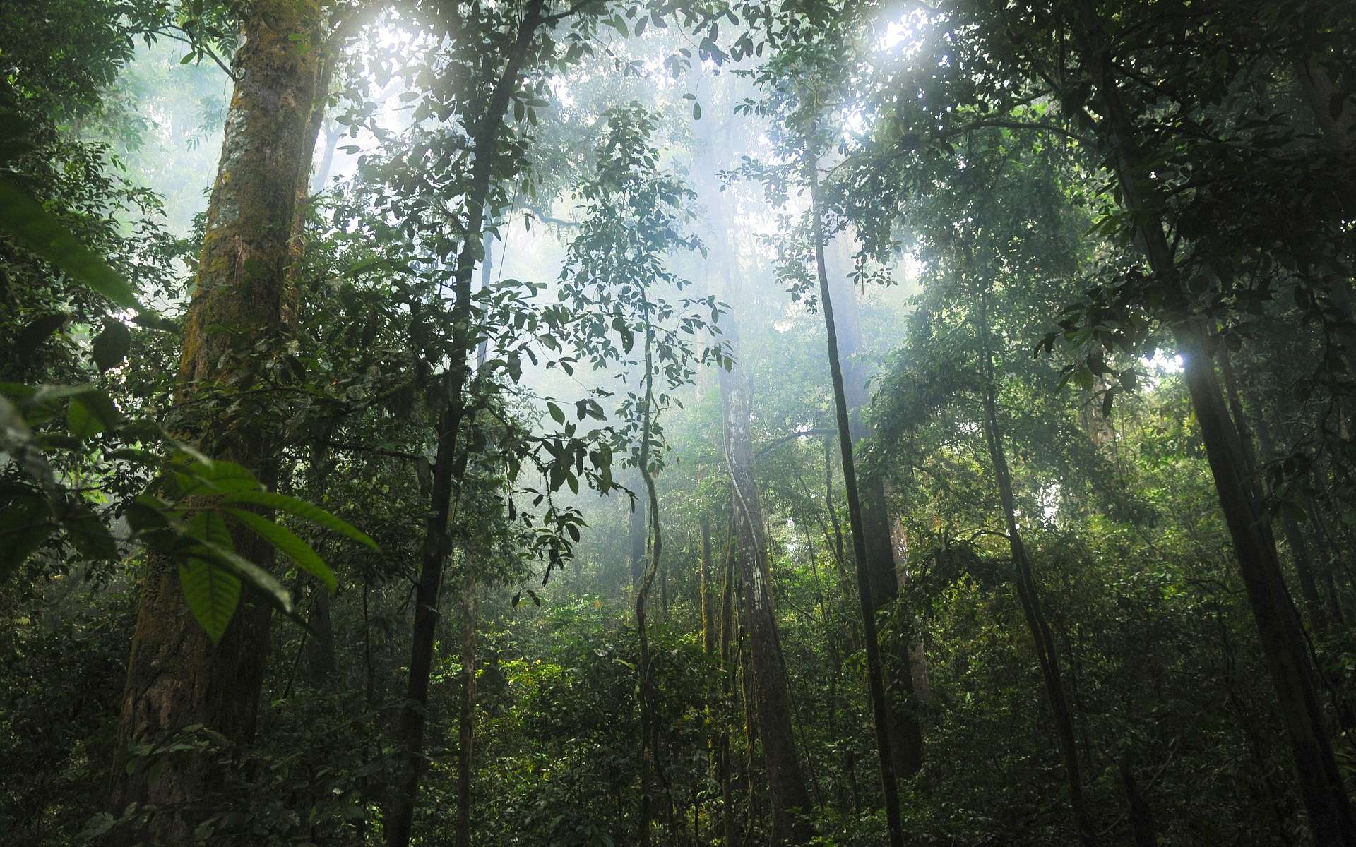 Comment la déforestation détraque le climat sur des milliers de kilomètres