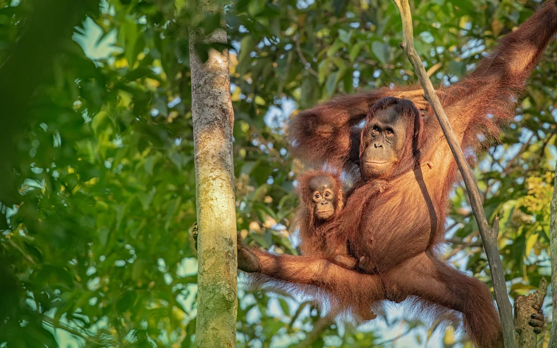 Les petits orangs-outans restent pendant près de neuf ans en compagnie de leur maman. Le temps qu’elles leur apprennent comment profiter de toutes les sources de nourriture disponibles autour d’eux. Pas si bête, ce grand singe ! © Lukas, Adobe Stock