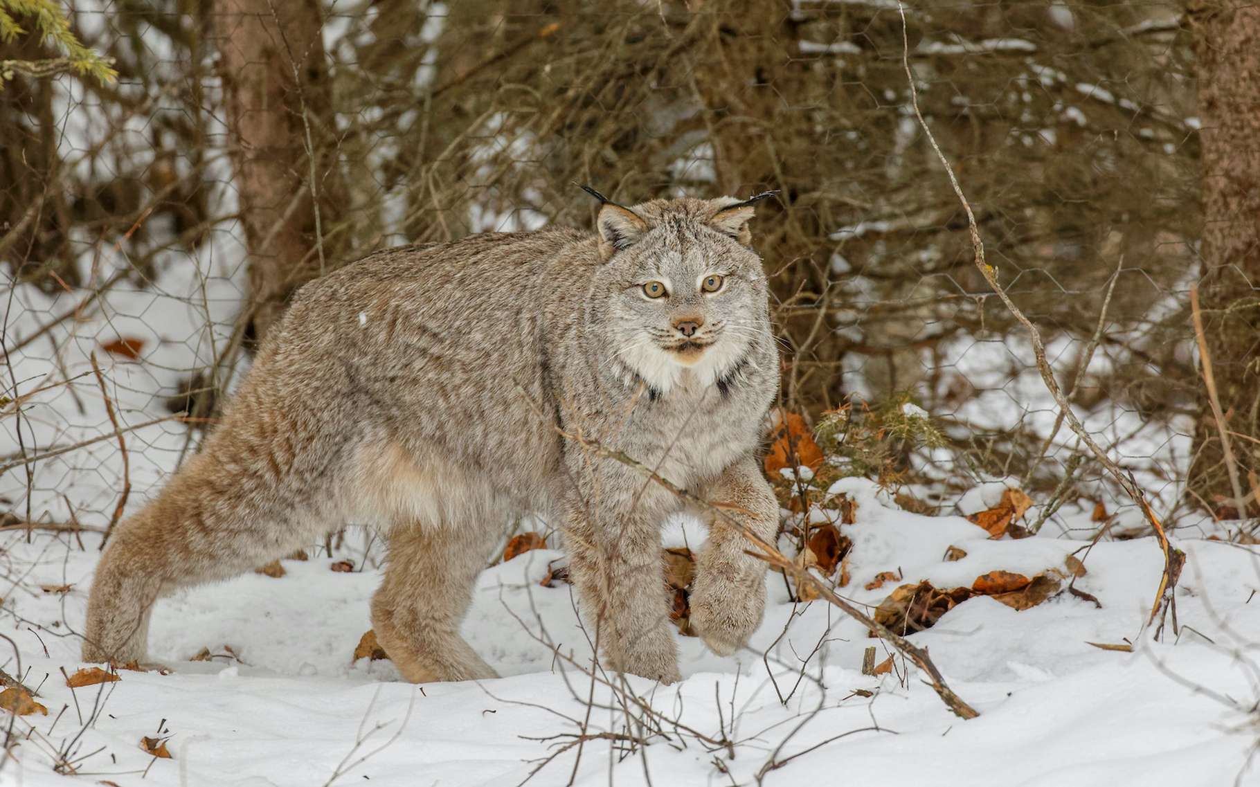 Un lynx noir observé pour la première fois au Canada