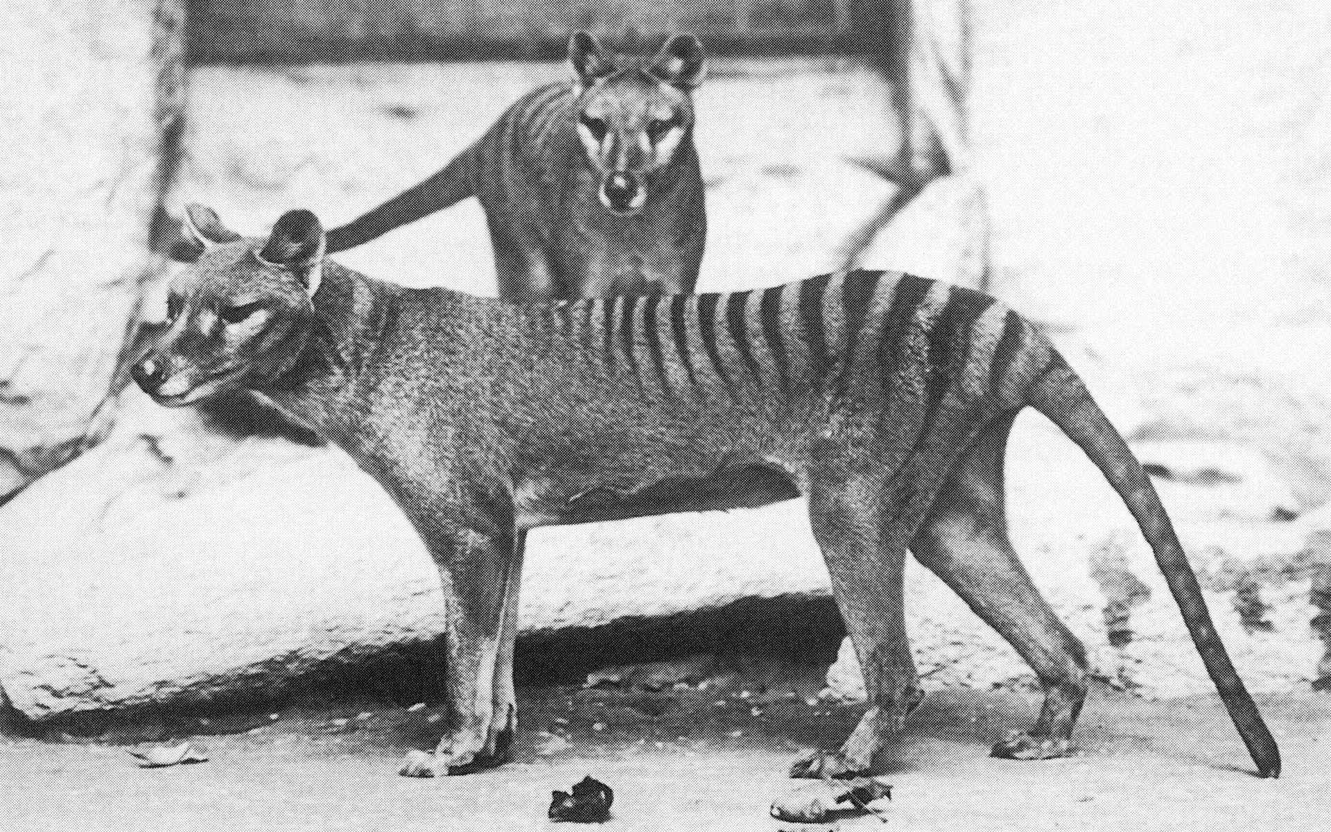 Le thylacine, grand prédateur mythique et fantôme du passé