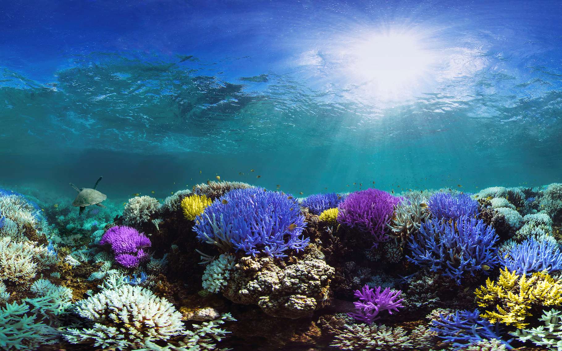 Des chercheurs de l’université de Stanford (États-Unis) ont enfin compris le mécanisme qui fait de l’oxybenzone — et peut-être d’autres composés — un danger pour les coraux. © the Ocean Agency, Adobe Stock