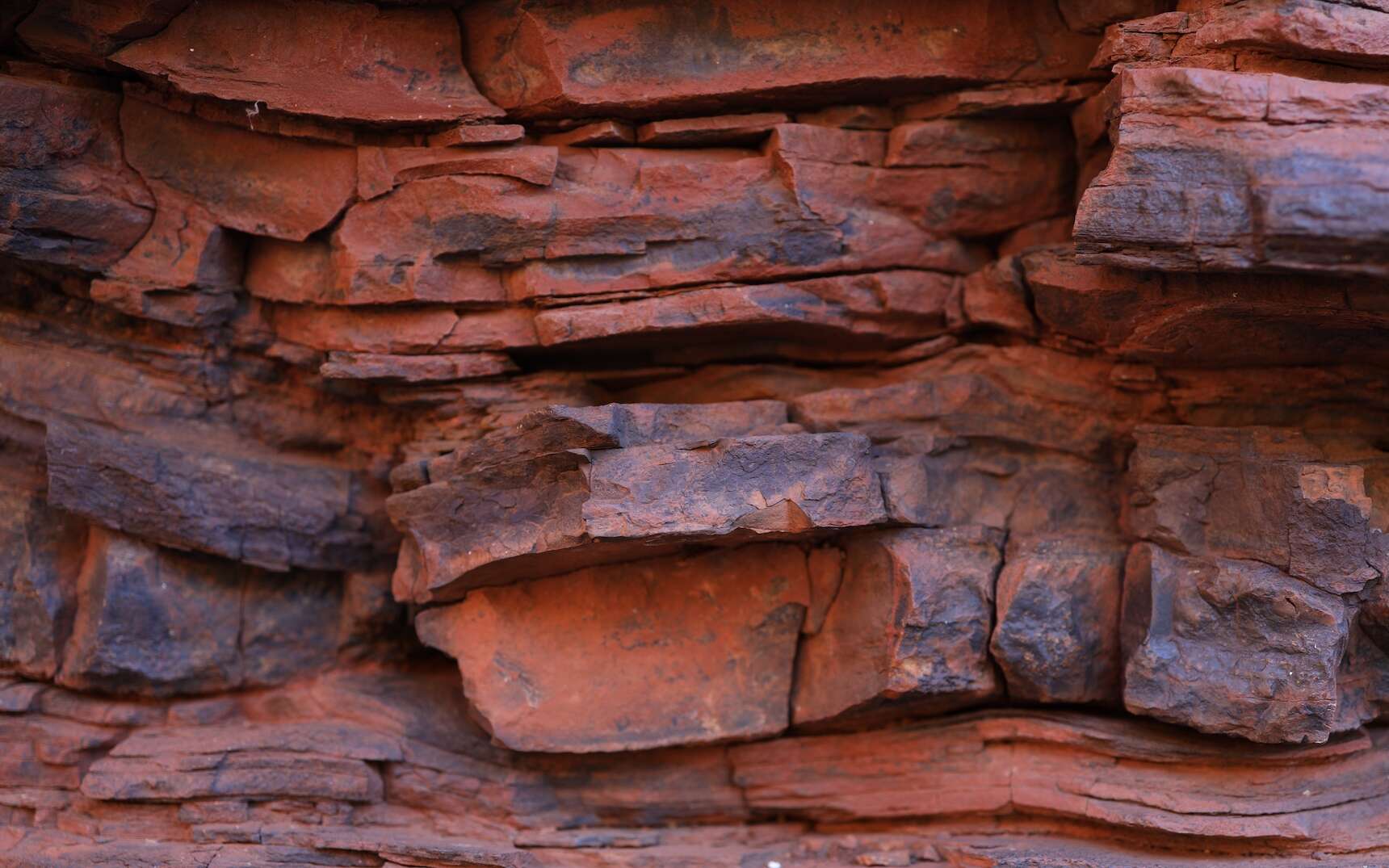 Ce fossile est si bien conservé qu'il raconte une scène de vie d'il y a 15 millions d'années