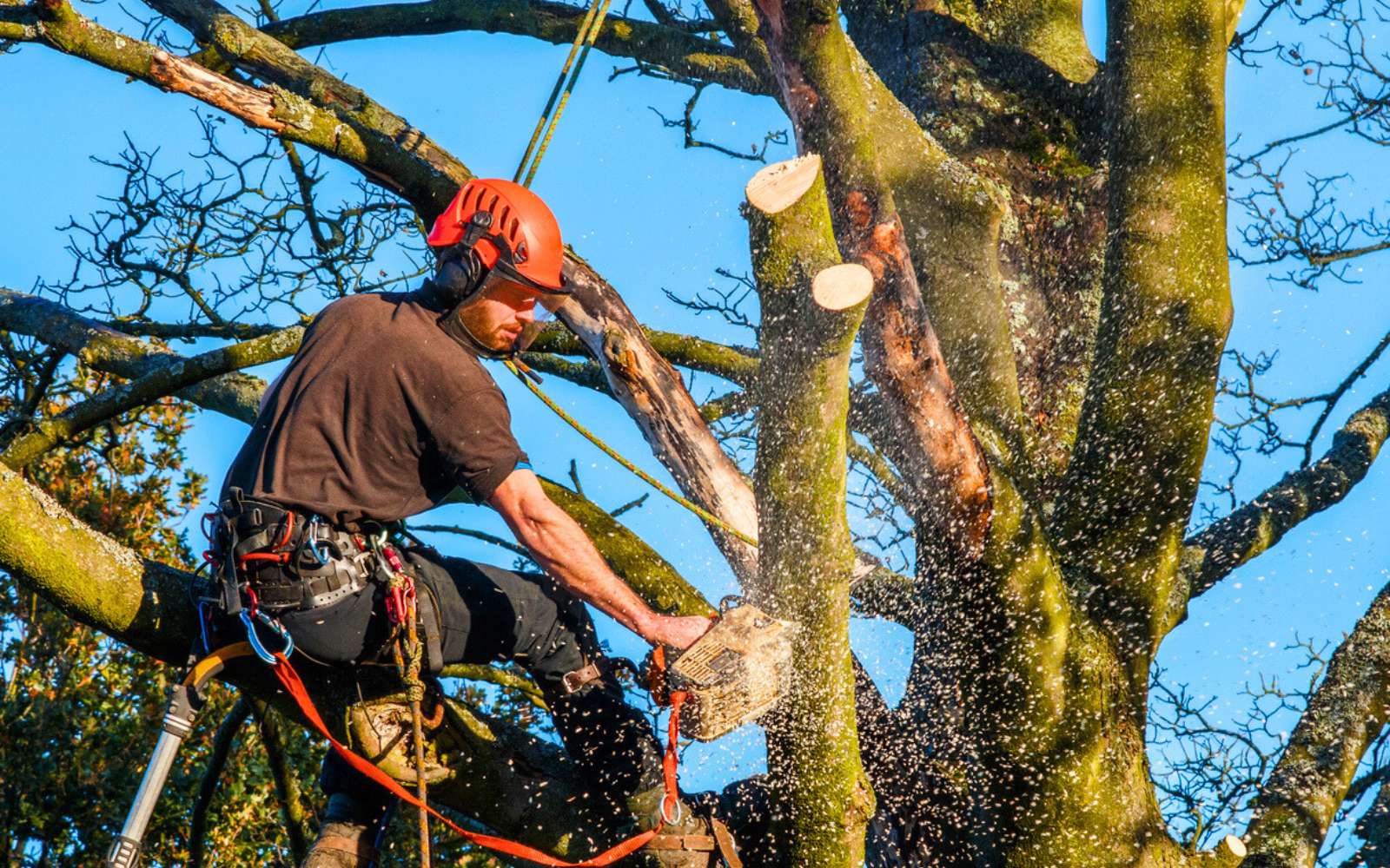 Abattre un arbre dans votre jardin : attention aux lourdes amendes !