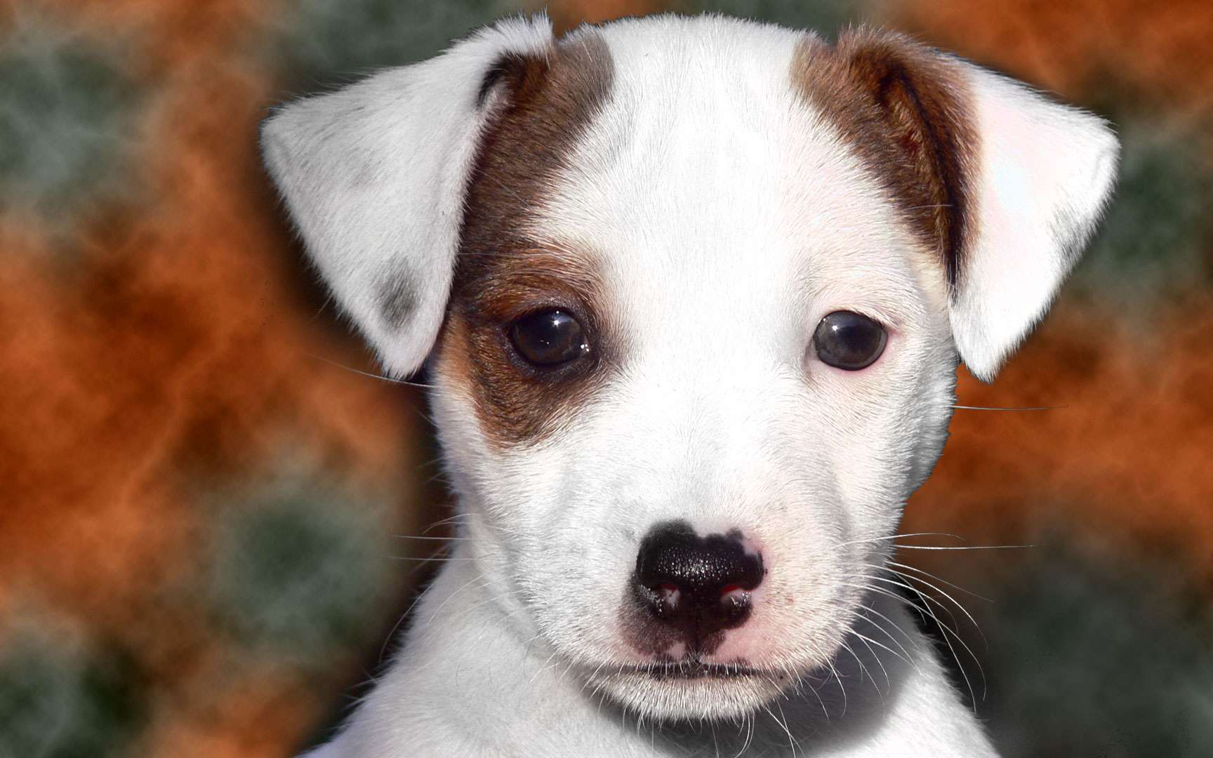 Photos  Les chiens, nos meilleurs amis