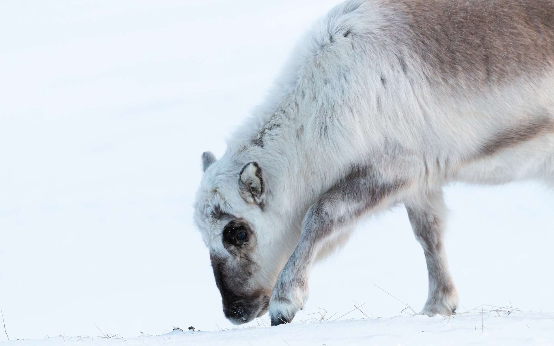 Le comportement des rennes du Svalbard a changé