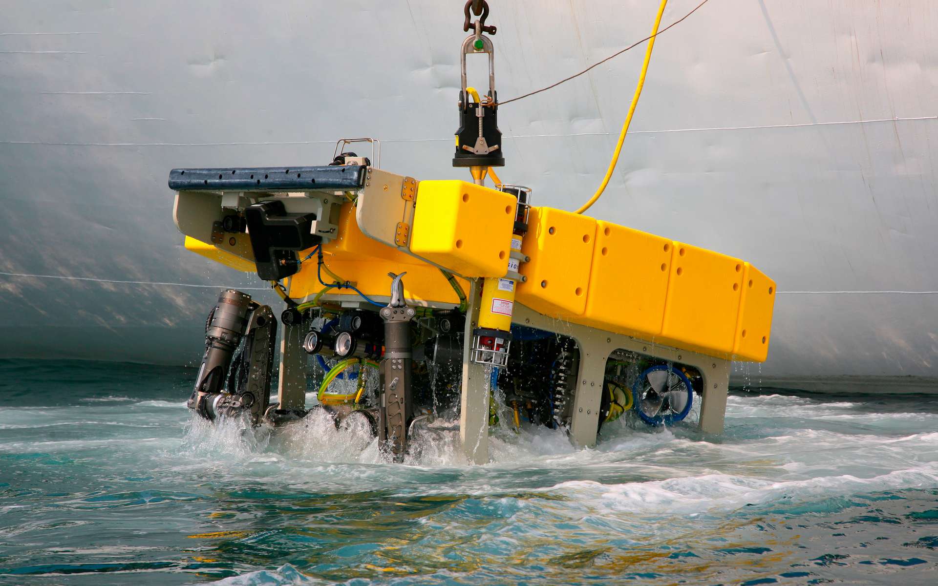 Cet octopode des abysses gonfle son corps