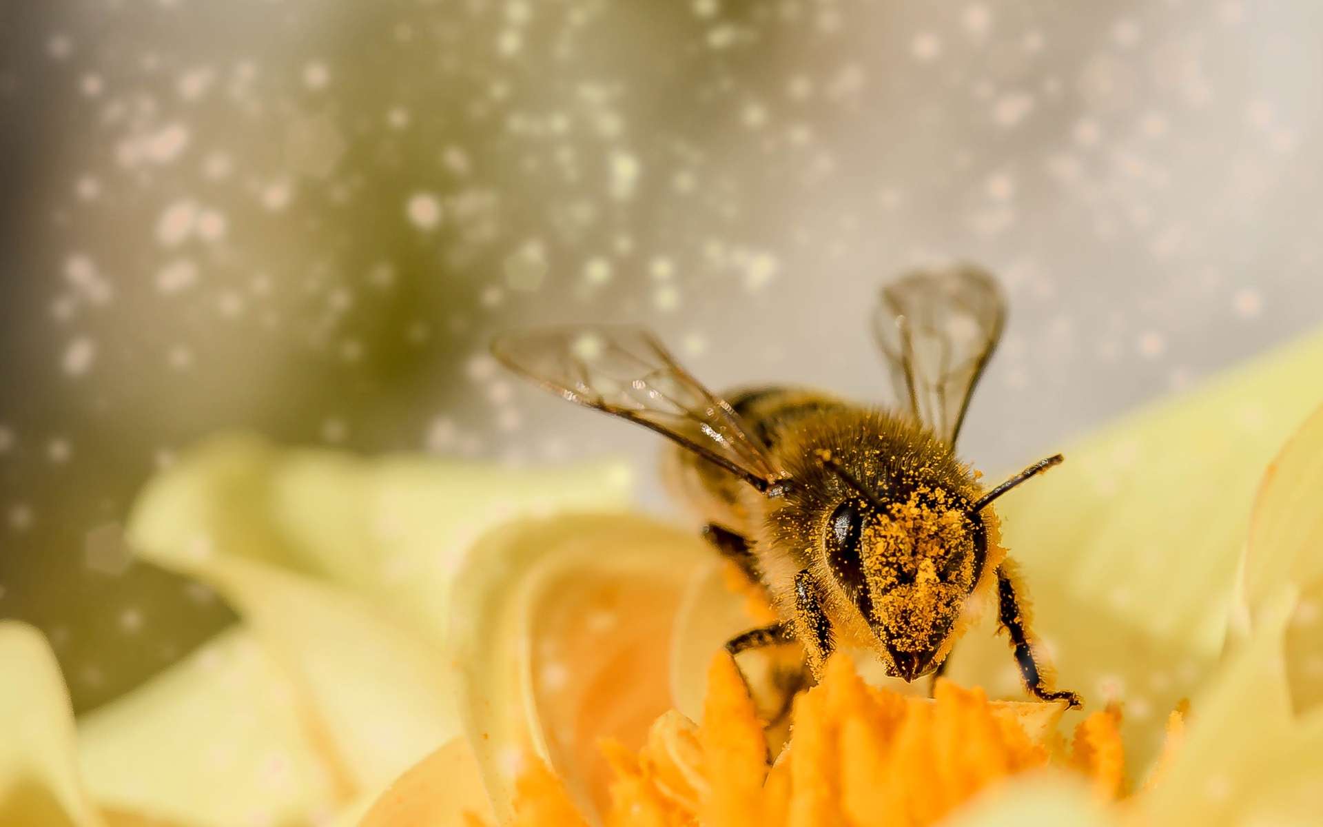 La palynologie est la science qui s’intéresse aux grains de pollen et aux spores. © Pxhere