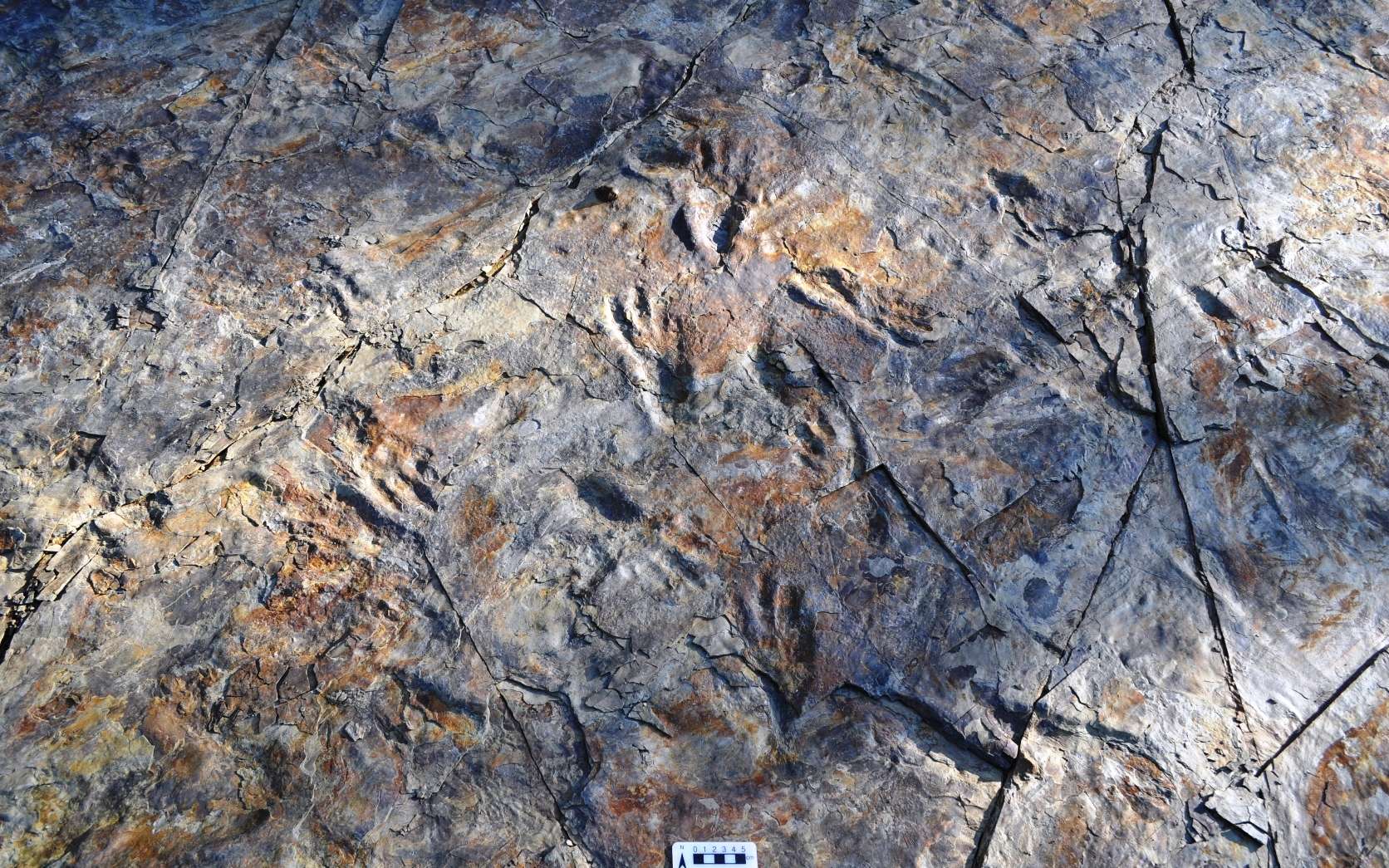 Ces anciens crocodiles étaient bipèdes comme les dinosaures