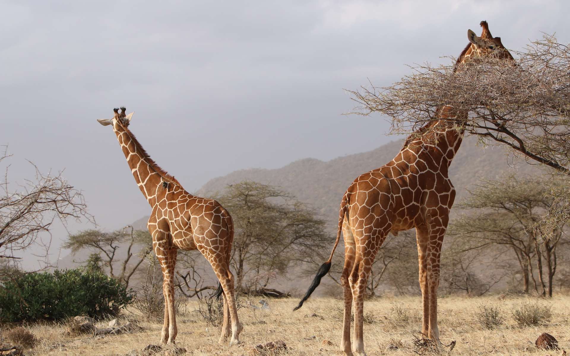 safaris quels sont les plus grands d afrique