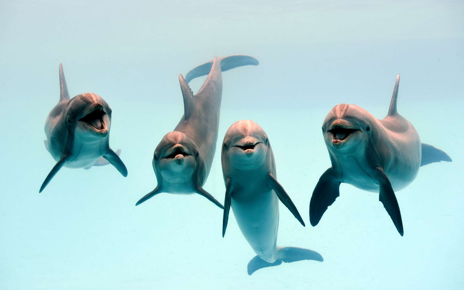 Les dauphins s'appellent par leurs prénoms