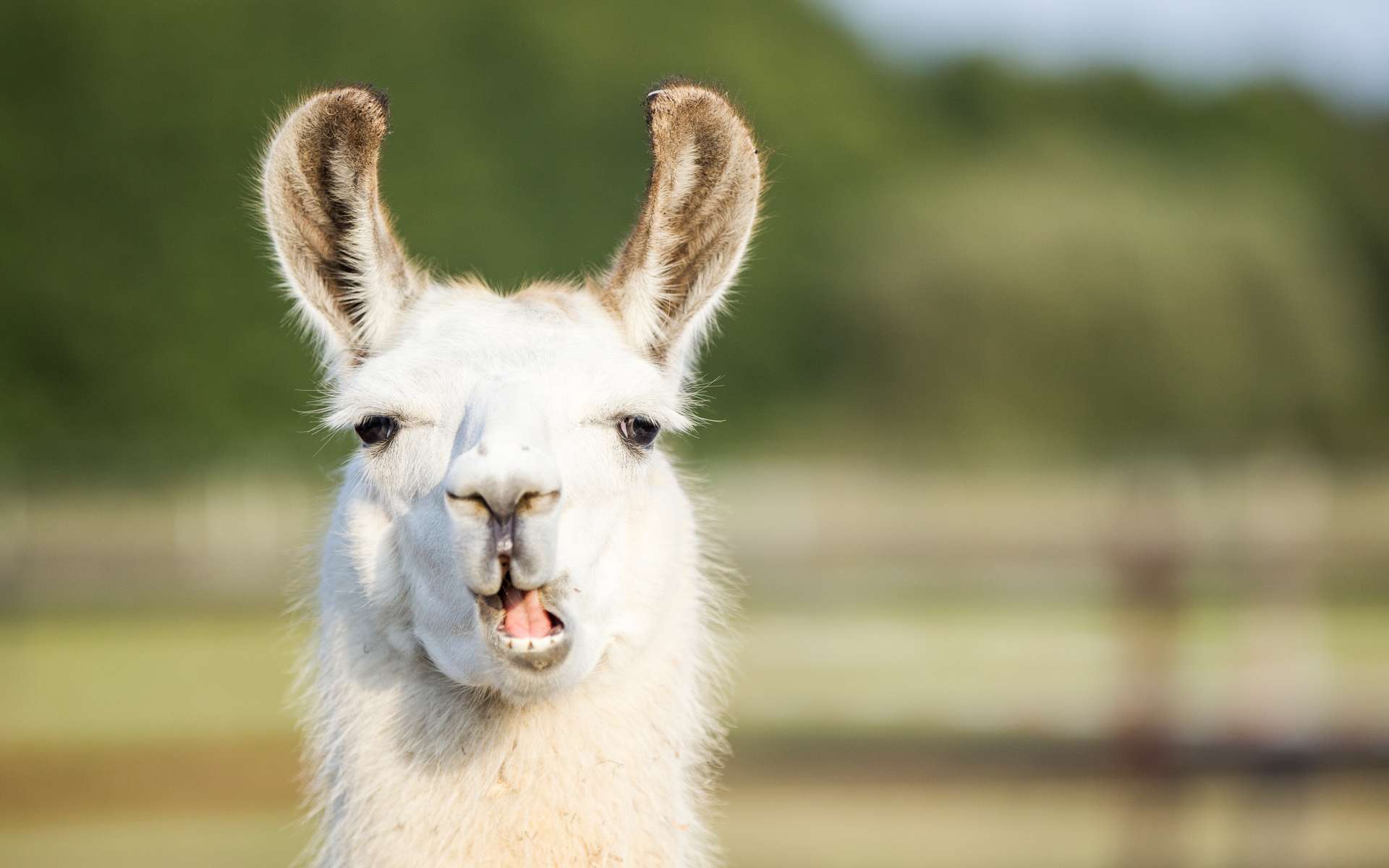 Des anticorps de lama pourraient aider à vaincre le coronavirus