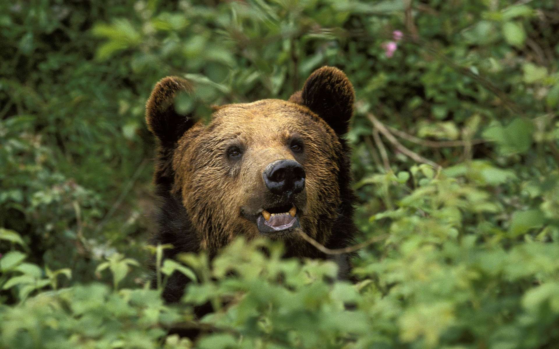 En fuite, l'ours M49 a été recapturé