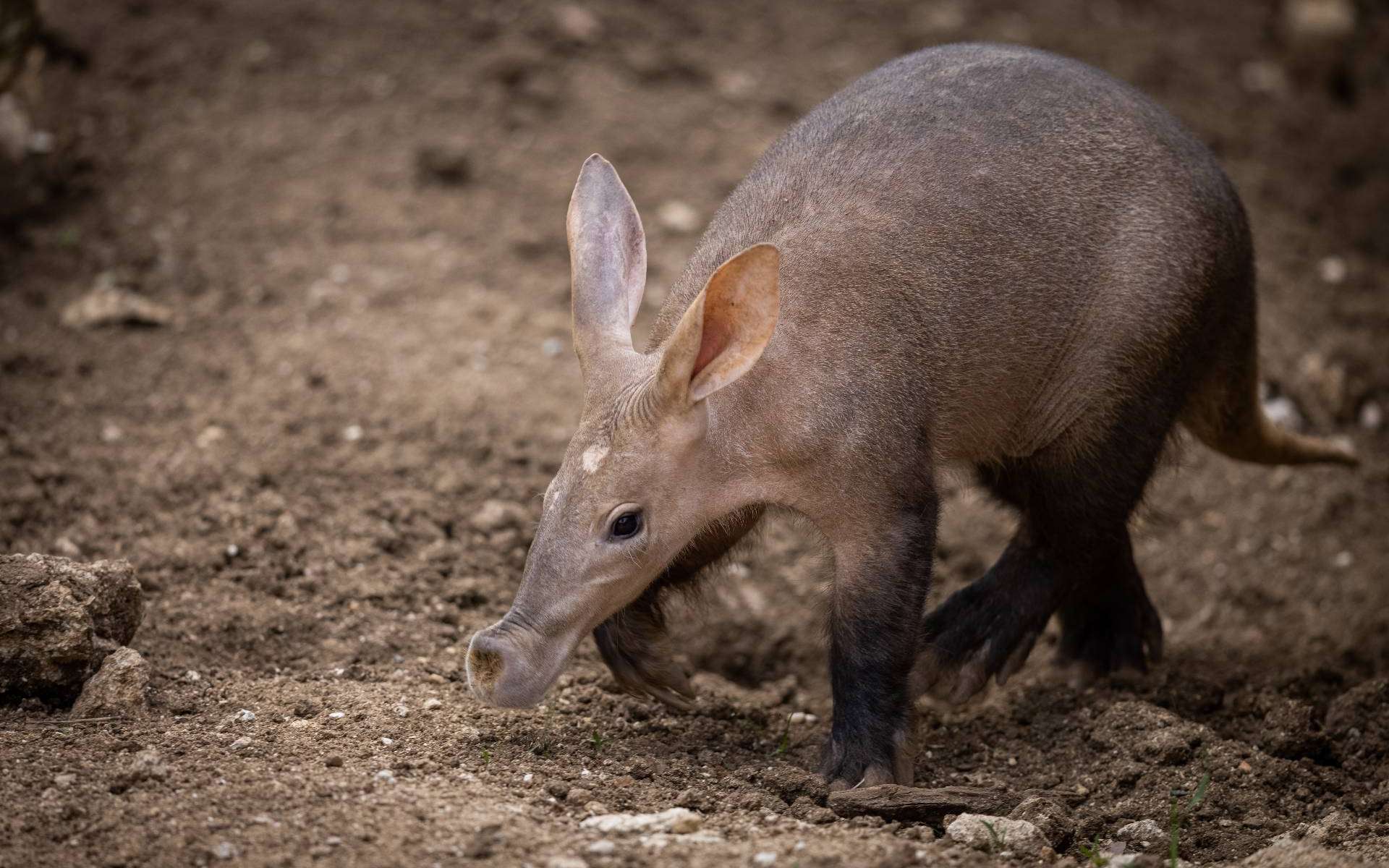 Étrangeté du vivant : l'oryctérope, un animal discret mi-kangourou mi-cochon