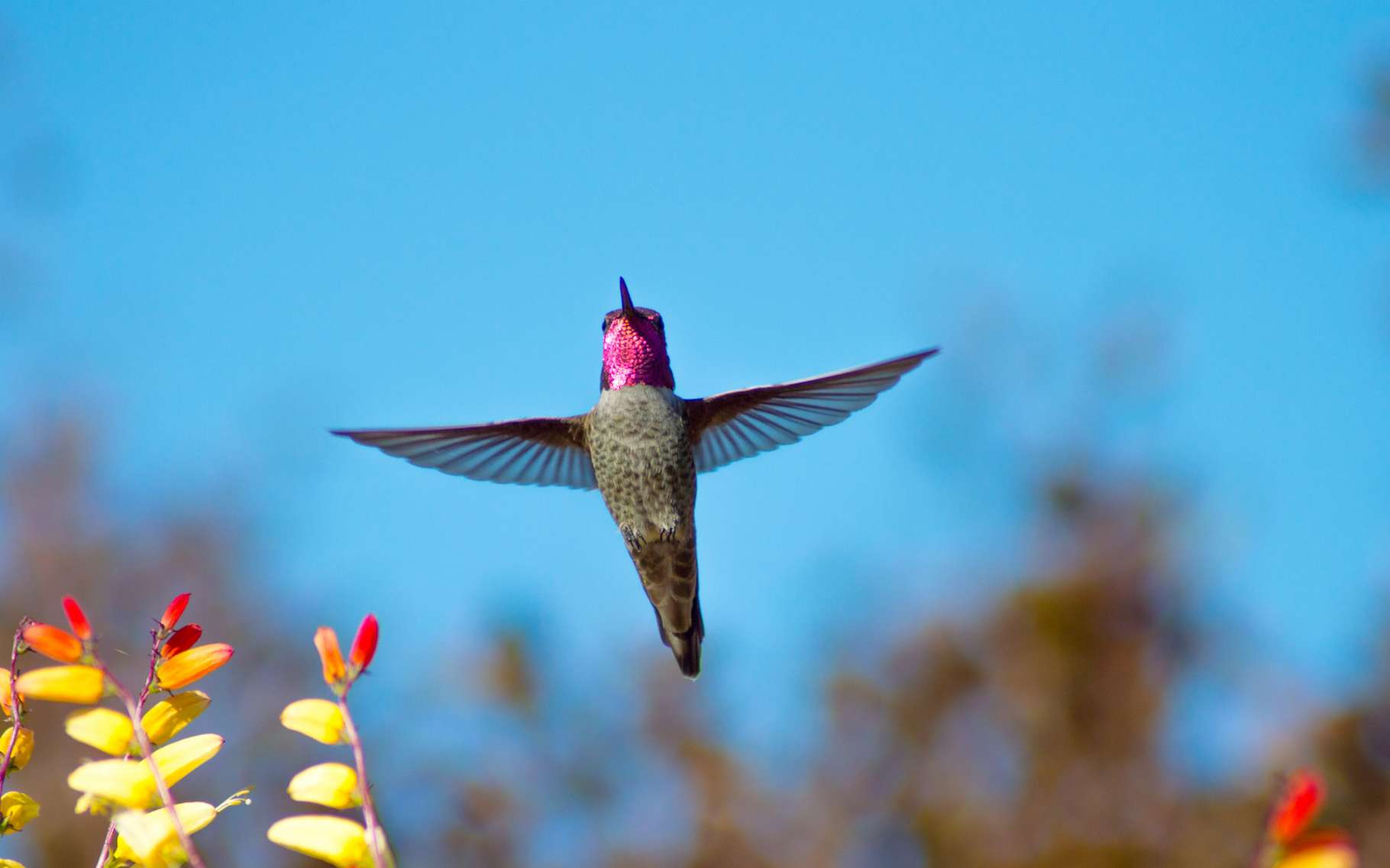 Le colibris est un pilote hors-pair : la preuve par ces manoeuvres pour se faufiler dans les petits espaces