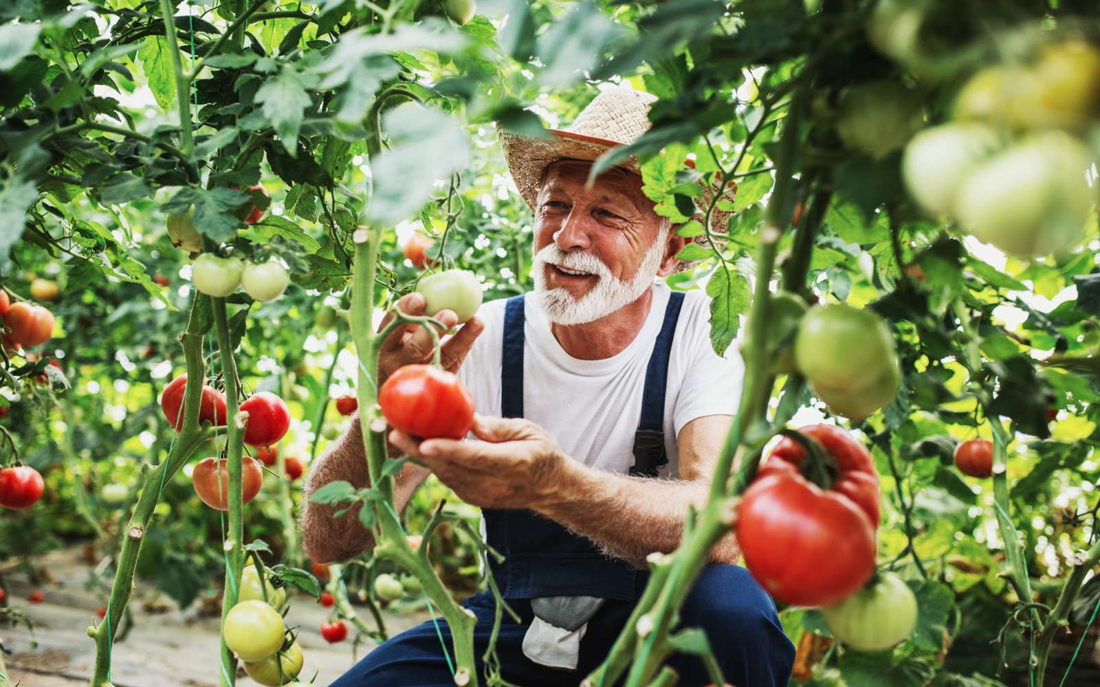 Fin d'été : les actions indispensables pour maximiser la pousse de vos fruits et légumes