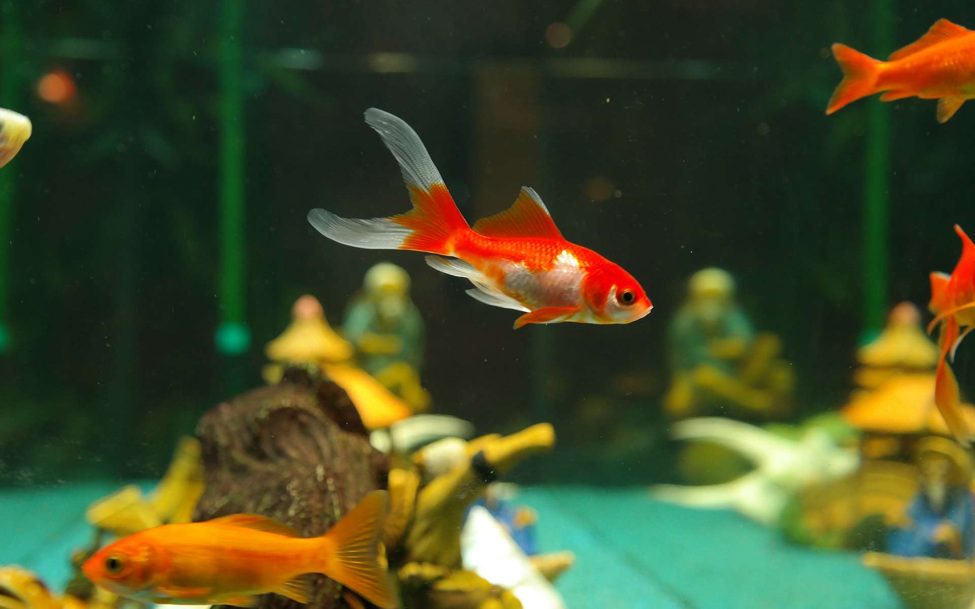 L'aquarium à poissons rouges : 12 conseils pour réussir