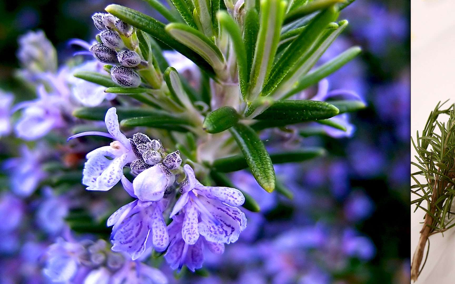 Photos | Les délicieuses herbes aromatiques et leurs vertus