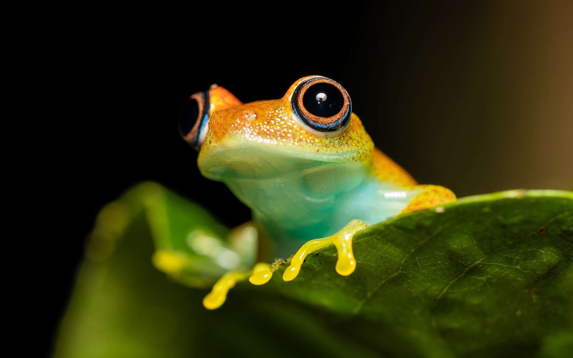 Ces 7 nouvelles espèces de grenouilles découvertes à Madagascar produisent des sons étranges comme dans Star Trek