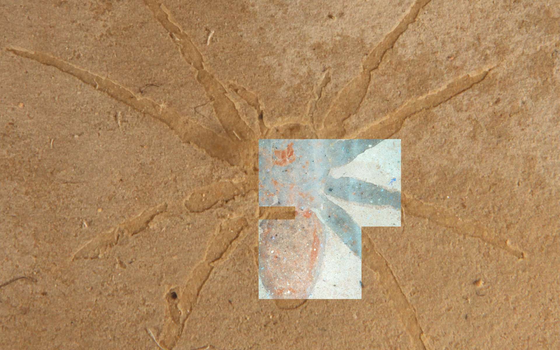 Araignée fossilisée de la Formation d'Aix-en-Provence en France vue dans un échantillon à la main recouvert d'une image de microscopie fluorescente du même fossile. © Olcott et al.