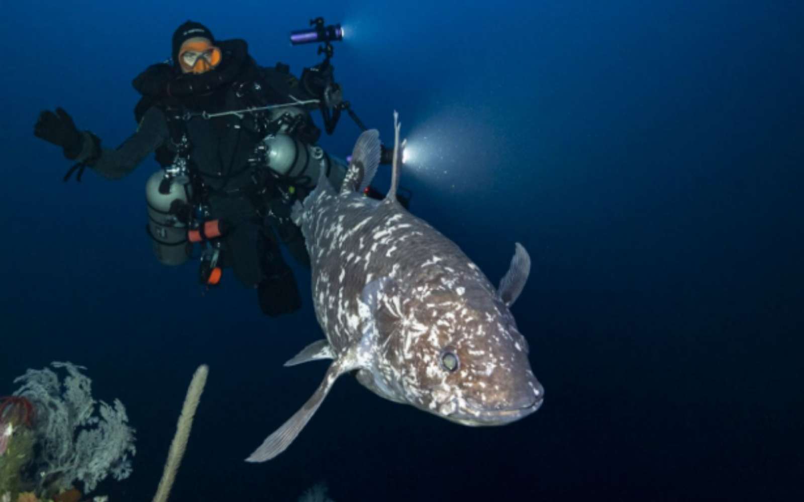 Rencontre inattendue : ils tombent sur un poisson vieux de 400 millions d'années