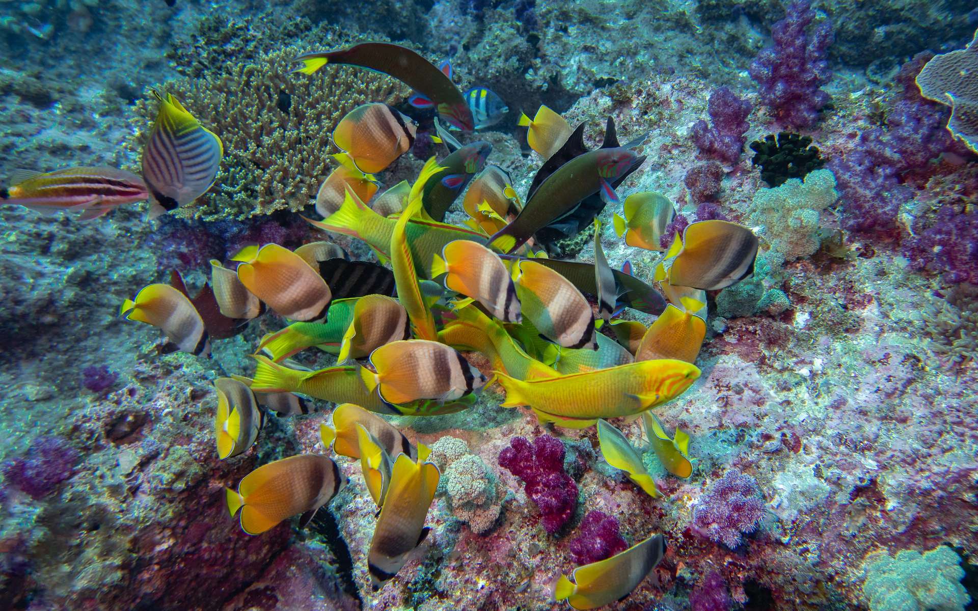 La Grande barrière de corail doit affronter une nouvelle menace périlleuse