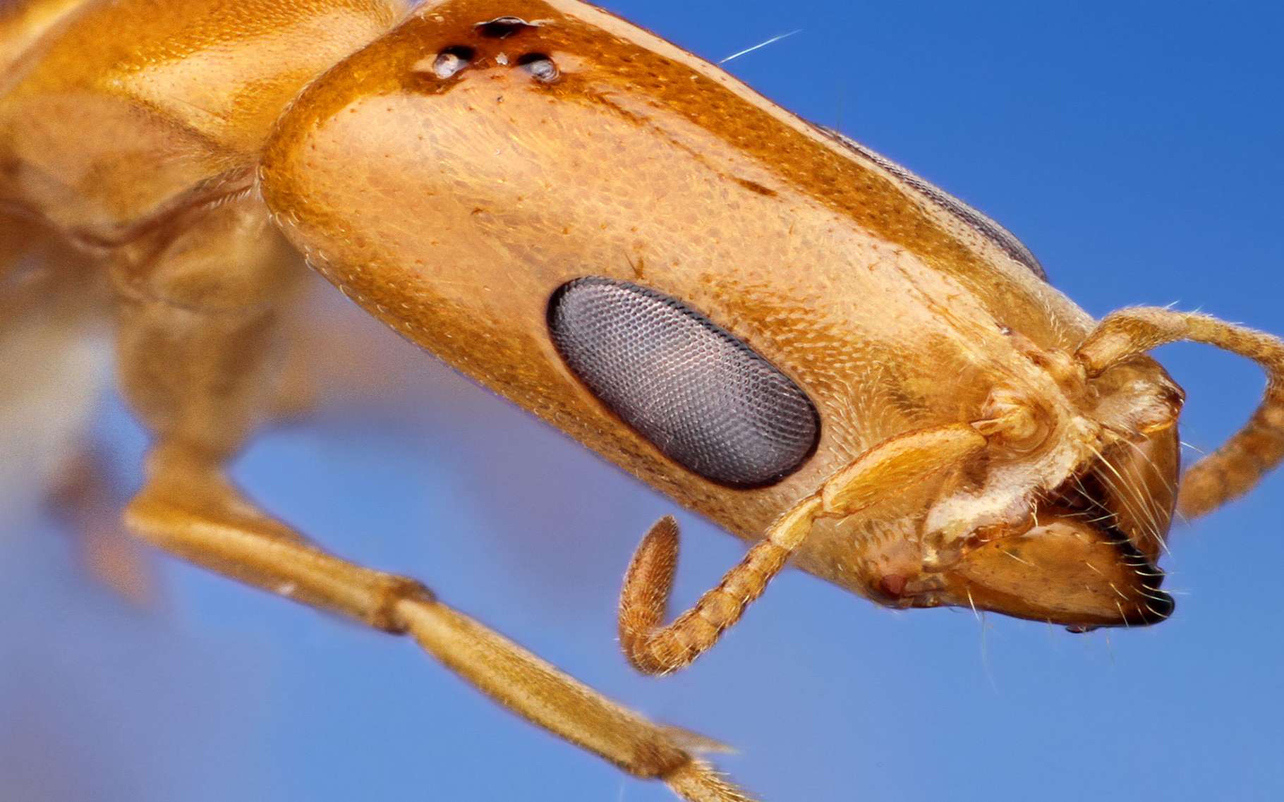 Fourmis Accouplement Et Reproduction Le Role De La Gyne Dossier