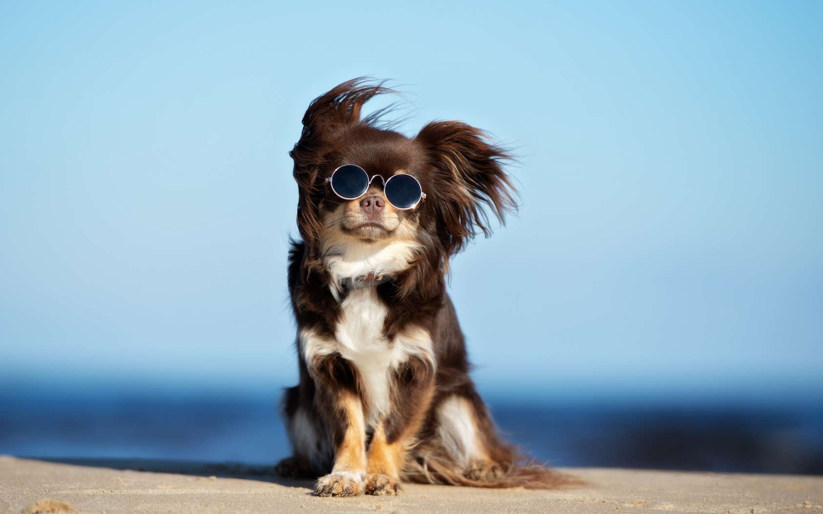 Les Animaux Risquent Ils Un Coup De Soleil