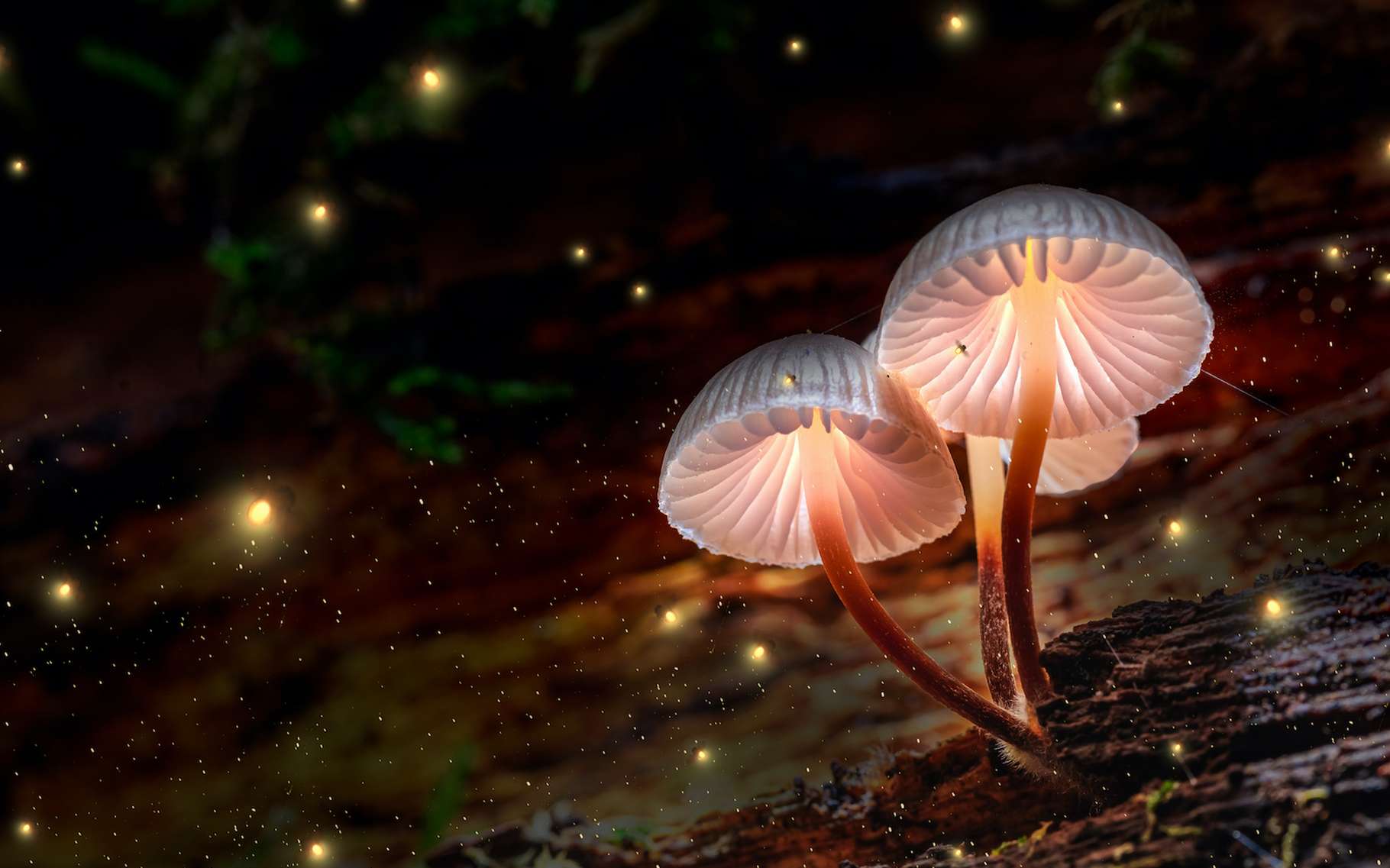 Des chercheurs voient dans les signaux électriques produits par les champignons, une sorte de langage composé de « mots ». © shaiith, Adobe Stock