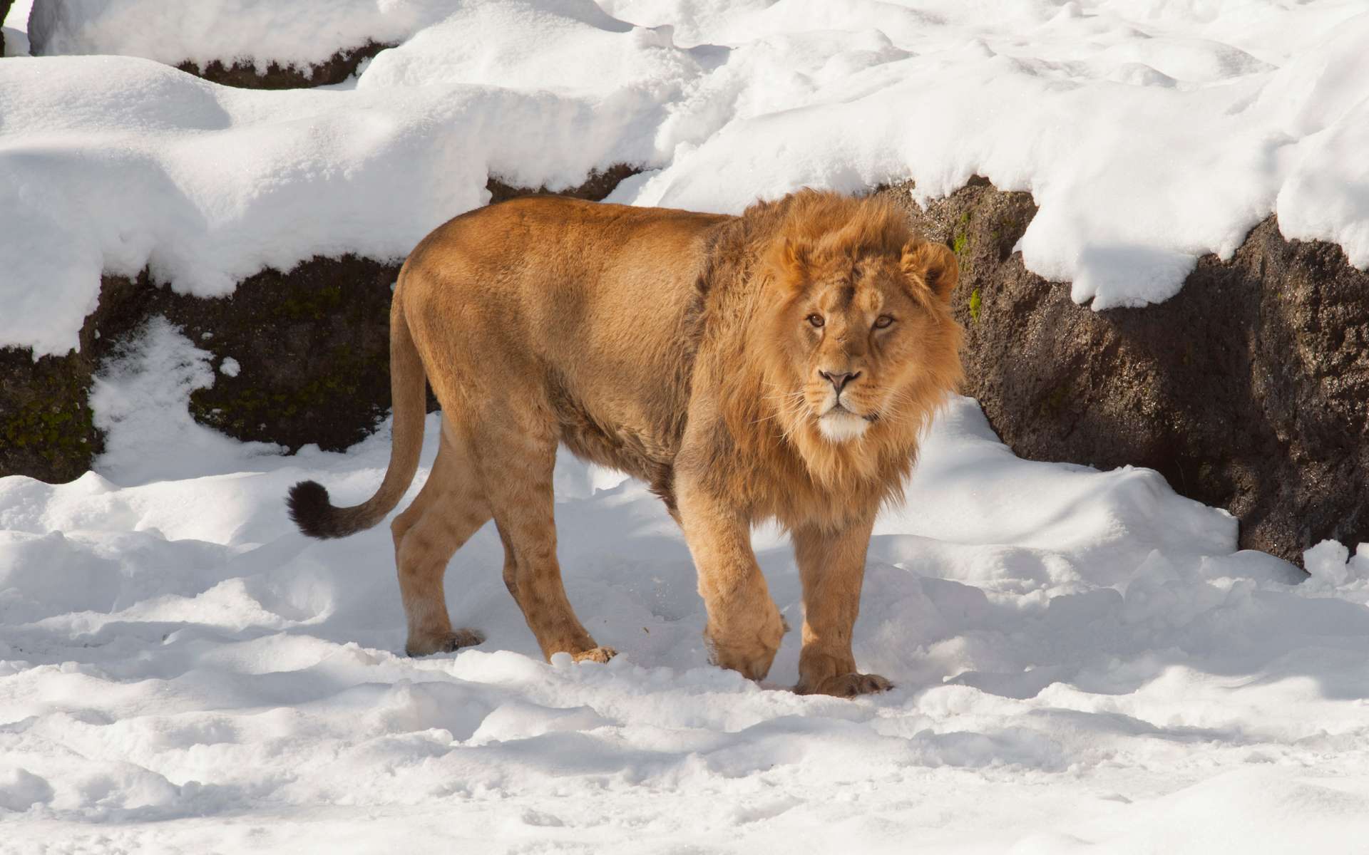 Lions et girafes dans la neige... : une tempête exceptionnelle vient de frapper l'Afrique du sud