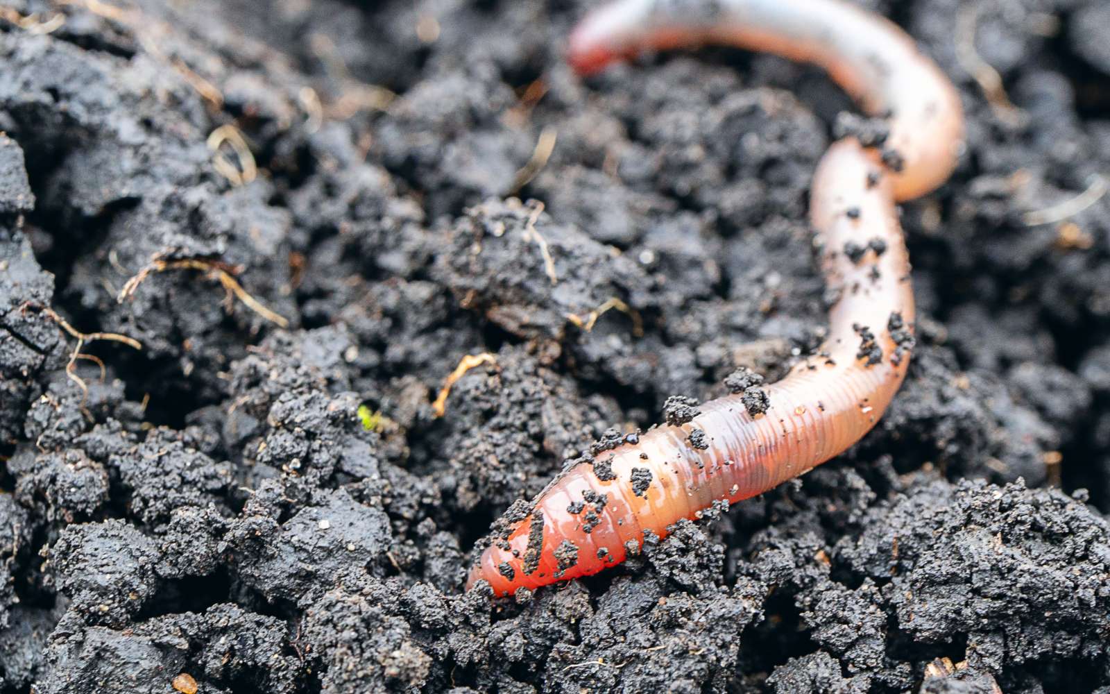 Pour un jardin qui se porte bien, il faut nourrir et préserver ces travailleurs du sol