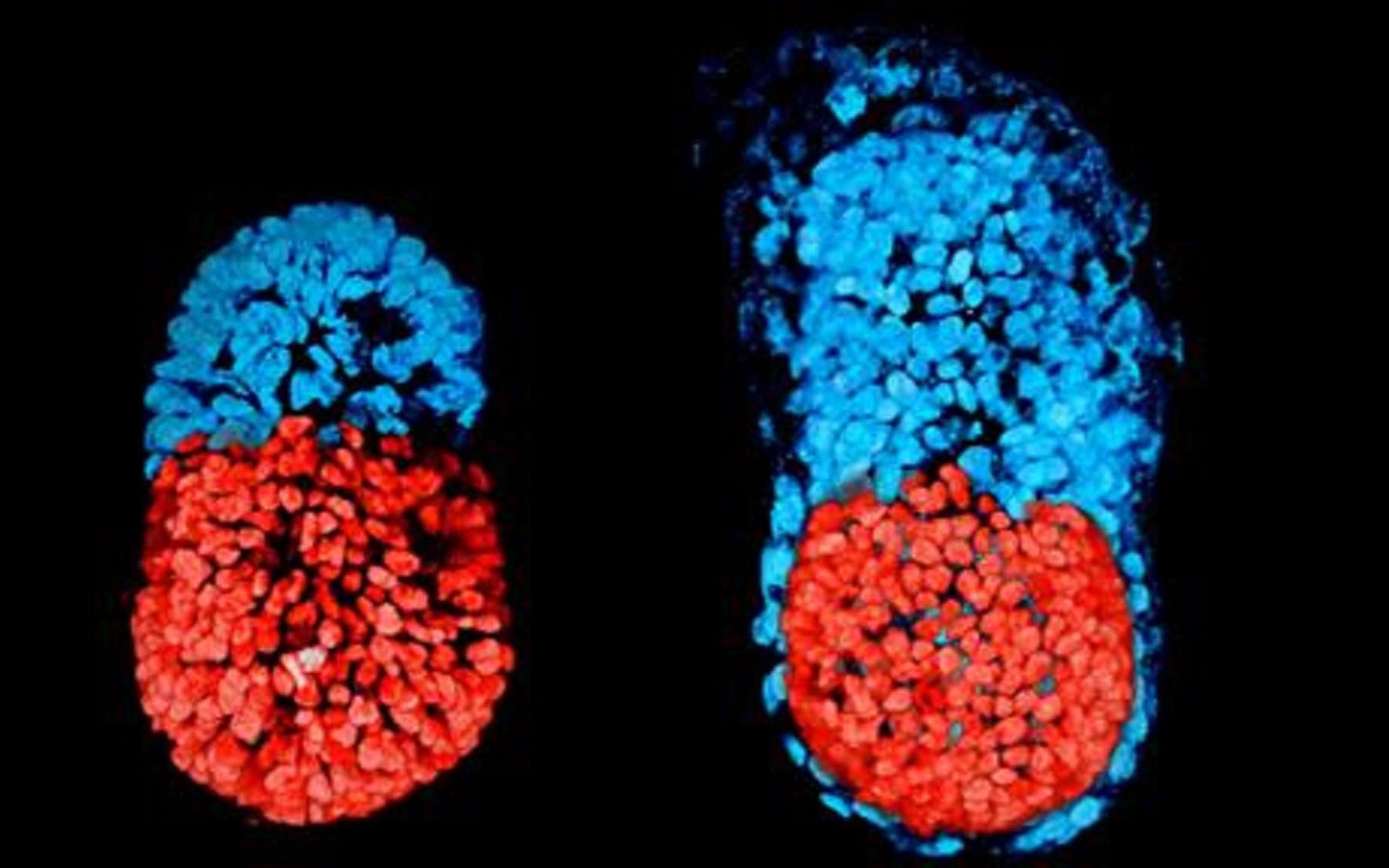 Embryon à partir de cellules souches à 96 h (à gauche) et cultivé in vitro 48 h depuis le stade blastocyste (à droite). © Sarah Harrison et Gaelle Recher, Zernicka-Goetz Lab, University of Cambridge, CC BY 3.0