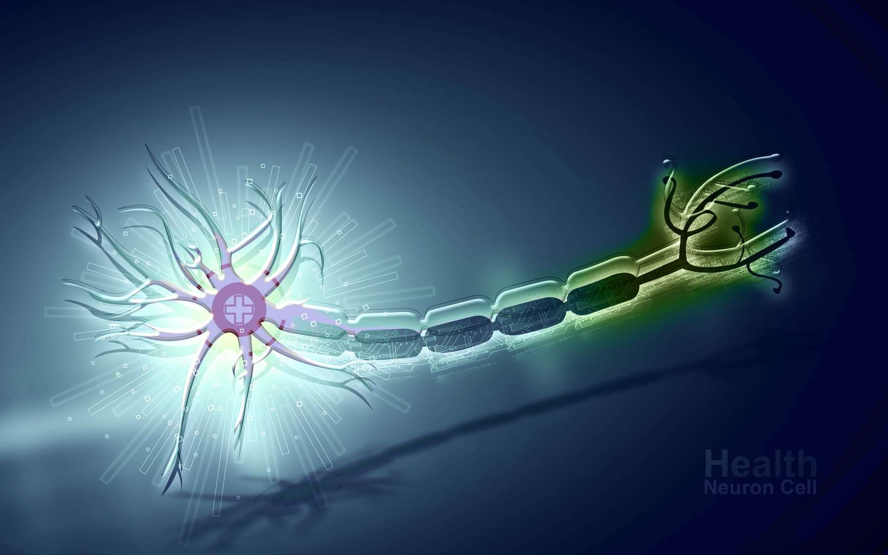 Les potentiels d’action se propagent le long de l’axone du neurone. © zketch, Fotolia
